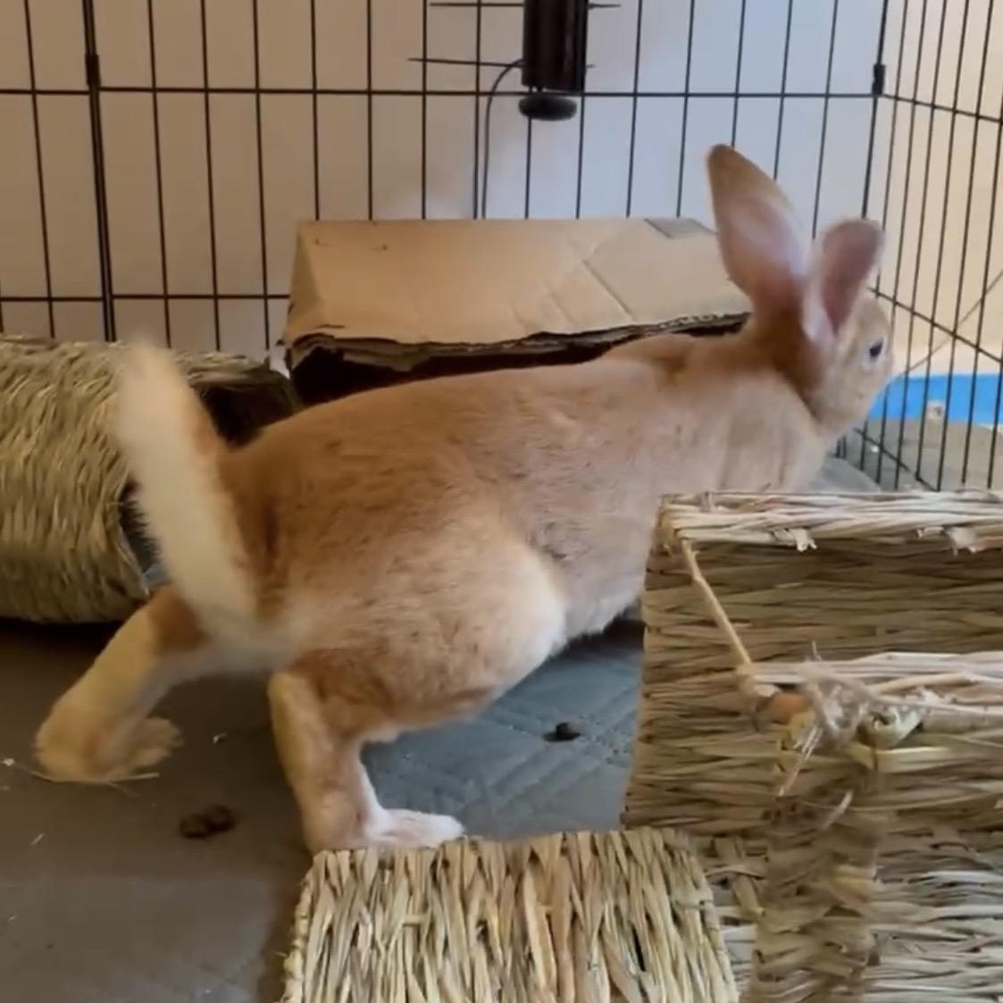 Enlarge Johnny 5, a ADOPTABLE mixed breed in Oakland, CA image 2/6