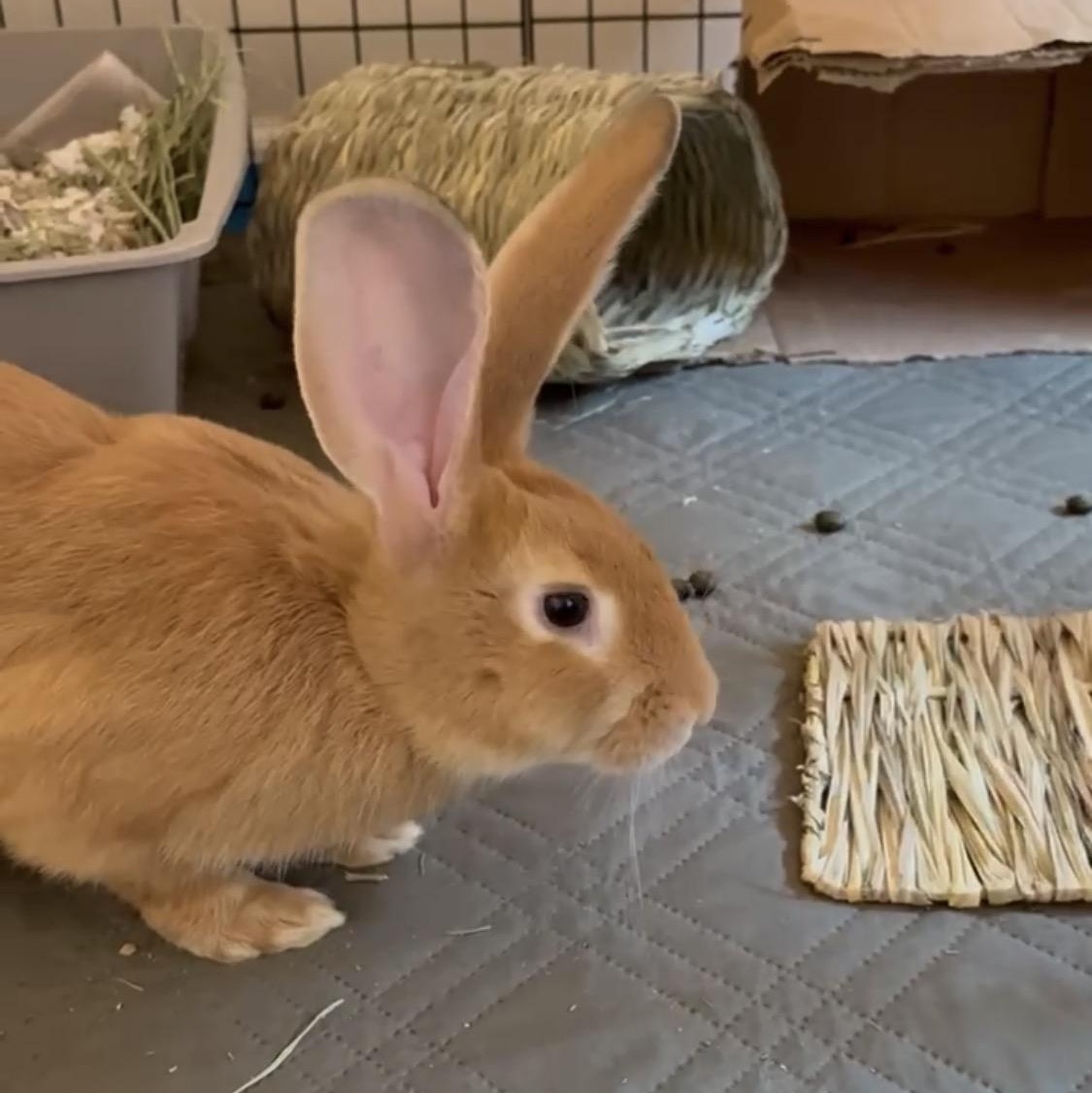 Enlarge Johnny 5, a ADOPTABLE mixed breed in Oakland, CA image 5/6