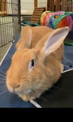 Enlarge Johnny 5, a ADOPTABLE mixed breed in Oakland, CA image 1/6