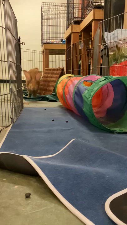 Enlarge Johnny 5, a ADOPTABLE mixed breed in Oakland, CA video 4/6