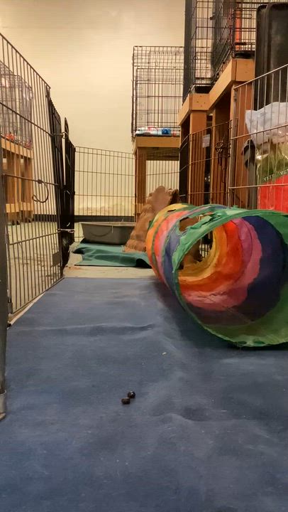 Enlarge Johnny 5, a ADOPTABLE mixed breed in Oakland, CA video 6/6