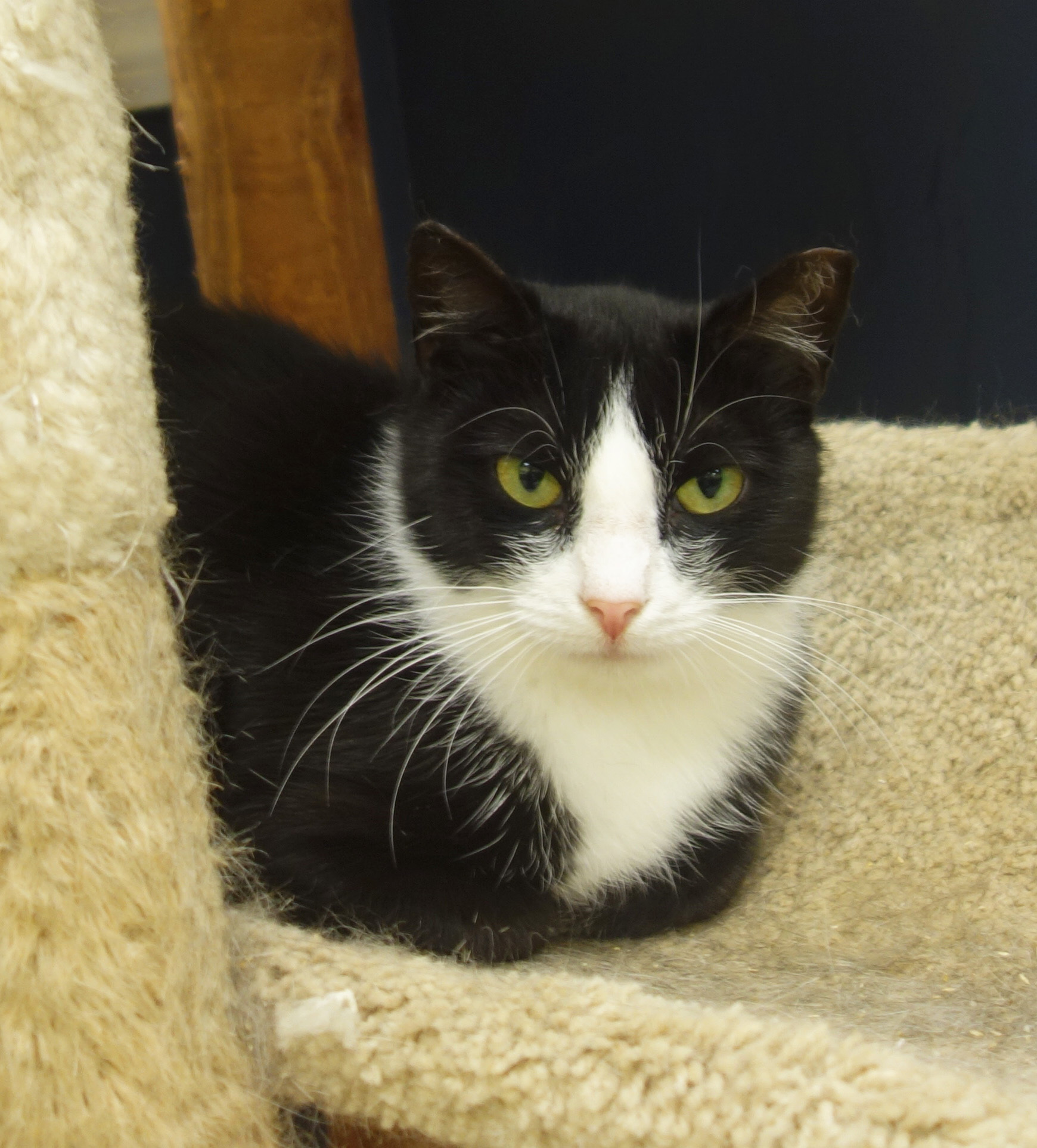 Enlarge Ivory, a Adoptable Domestic Short Hair in Gouldsboro, PA image 1/6
