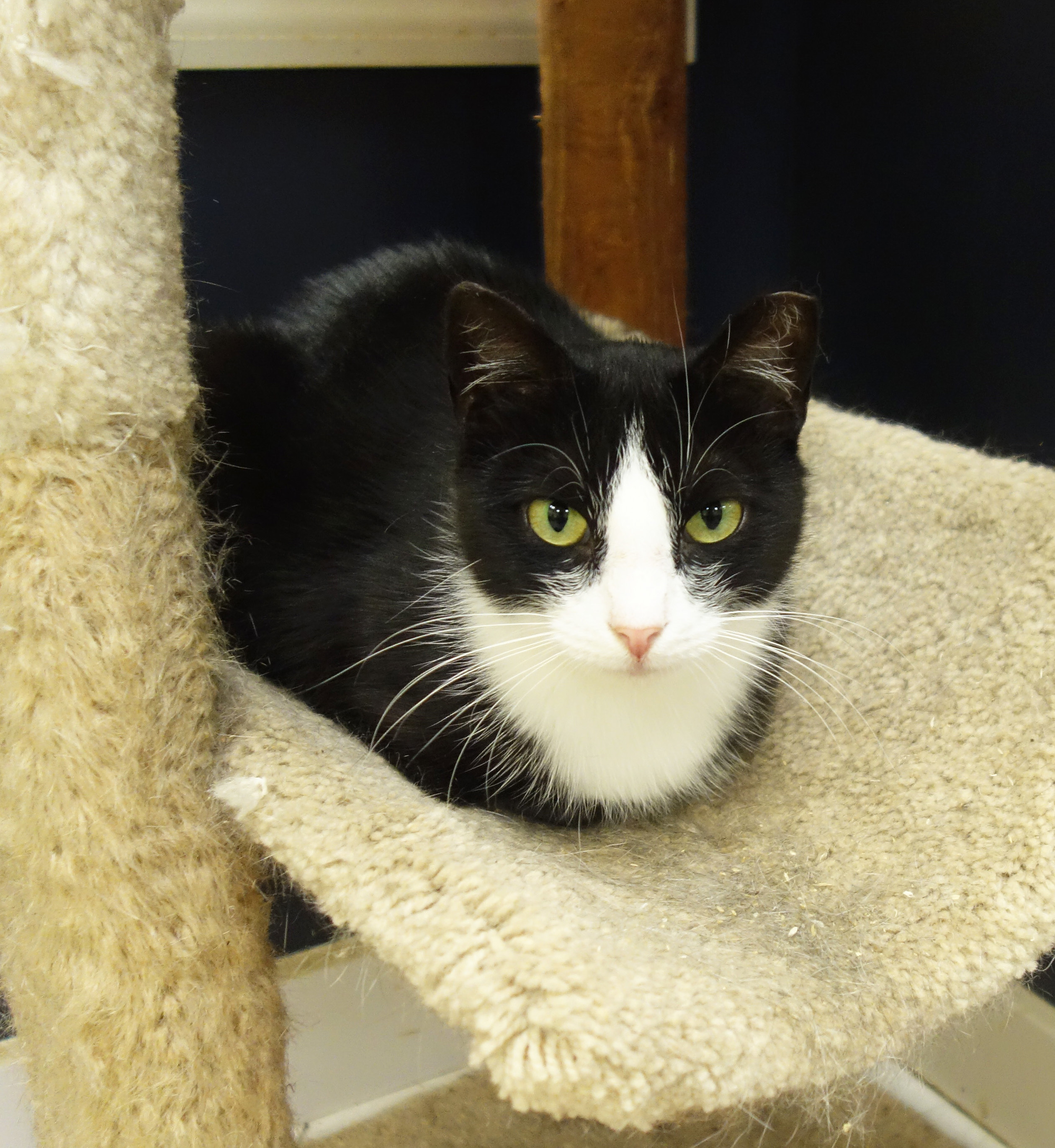 Enlarge Ivory, a Adoptable Domestic Short Hair in Gouldsboro, PA image 2/6