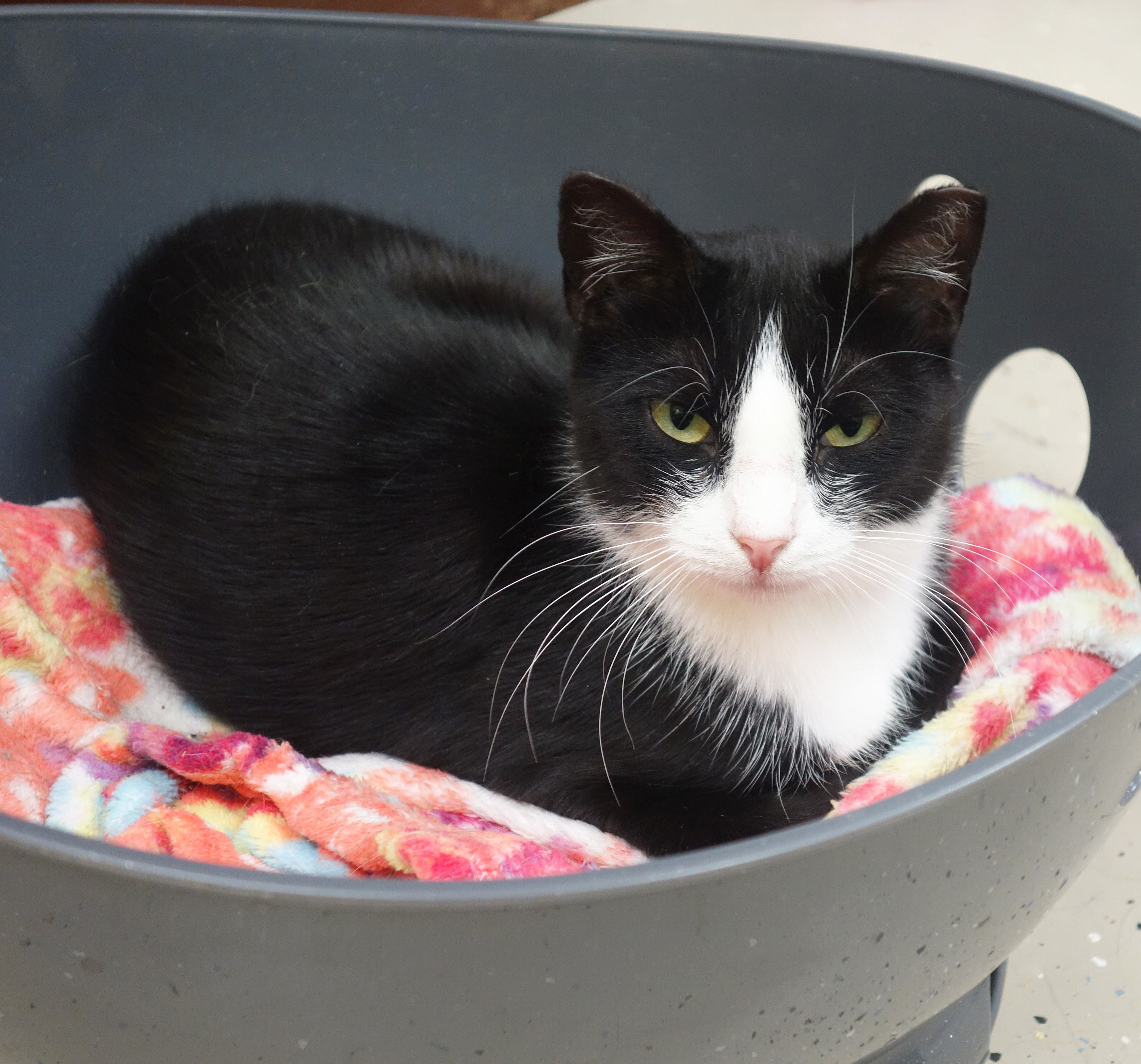 Enlarge Ivory, a Adoptable Domestic Short Hair in Gouldsboro, PA image 3/6