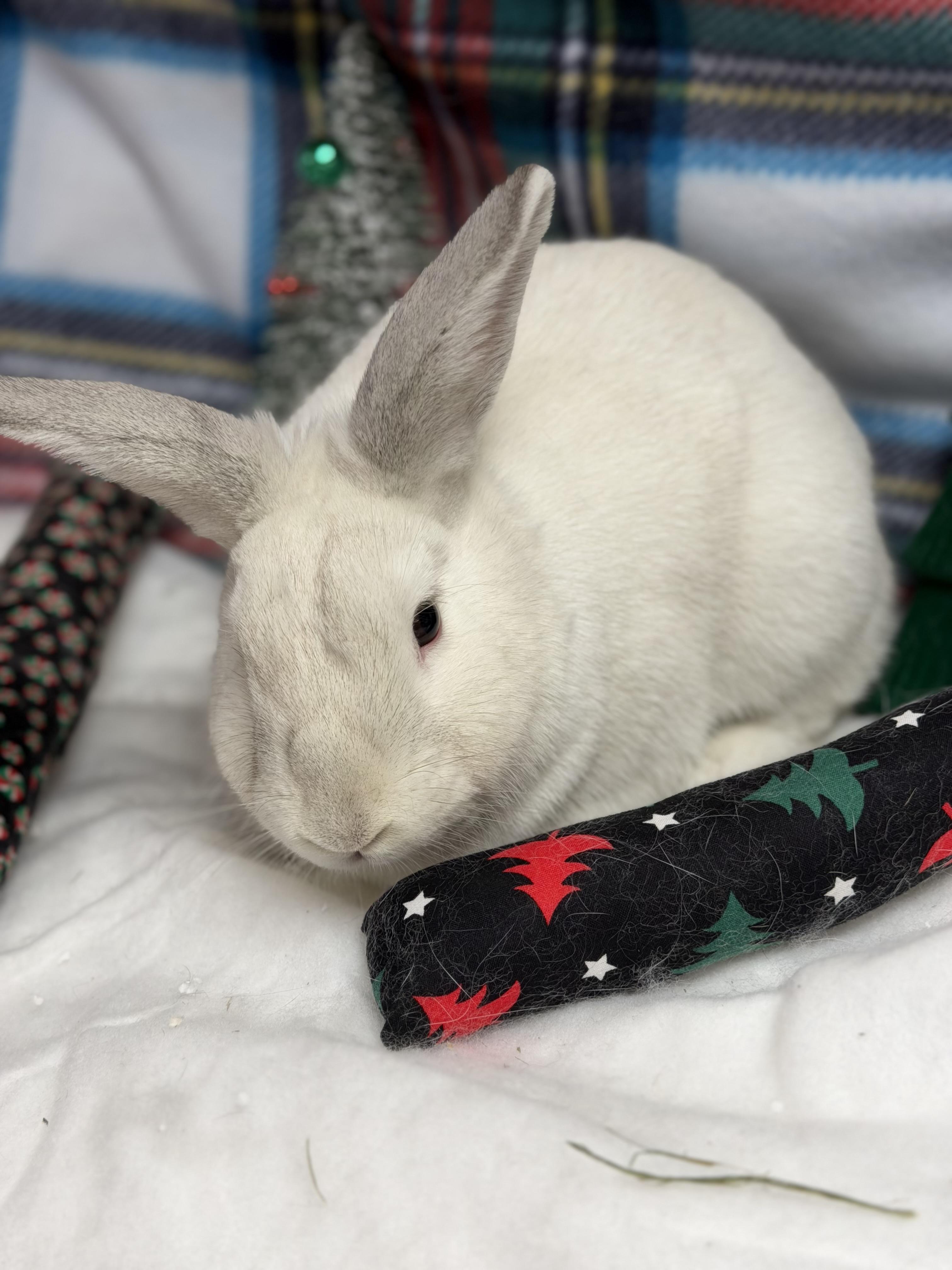 Enlarge Noah: video!!, a Adoptable Dwarf in Edinburg, PA image 4/6