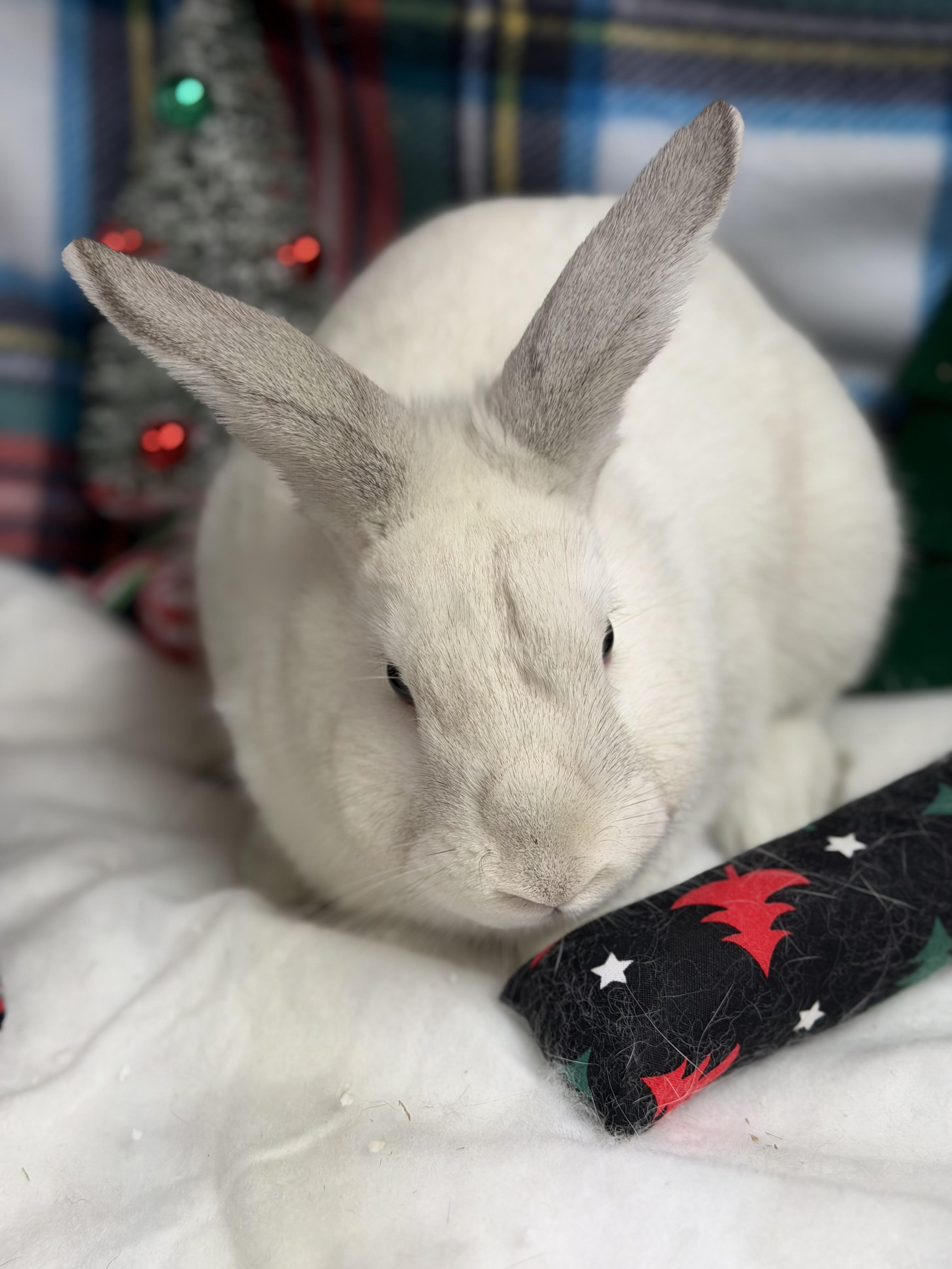 Enlarge Noah: video!!, a Adoptable Dwarf in Edinburg, PA image 5/6