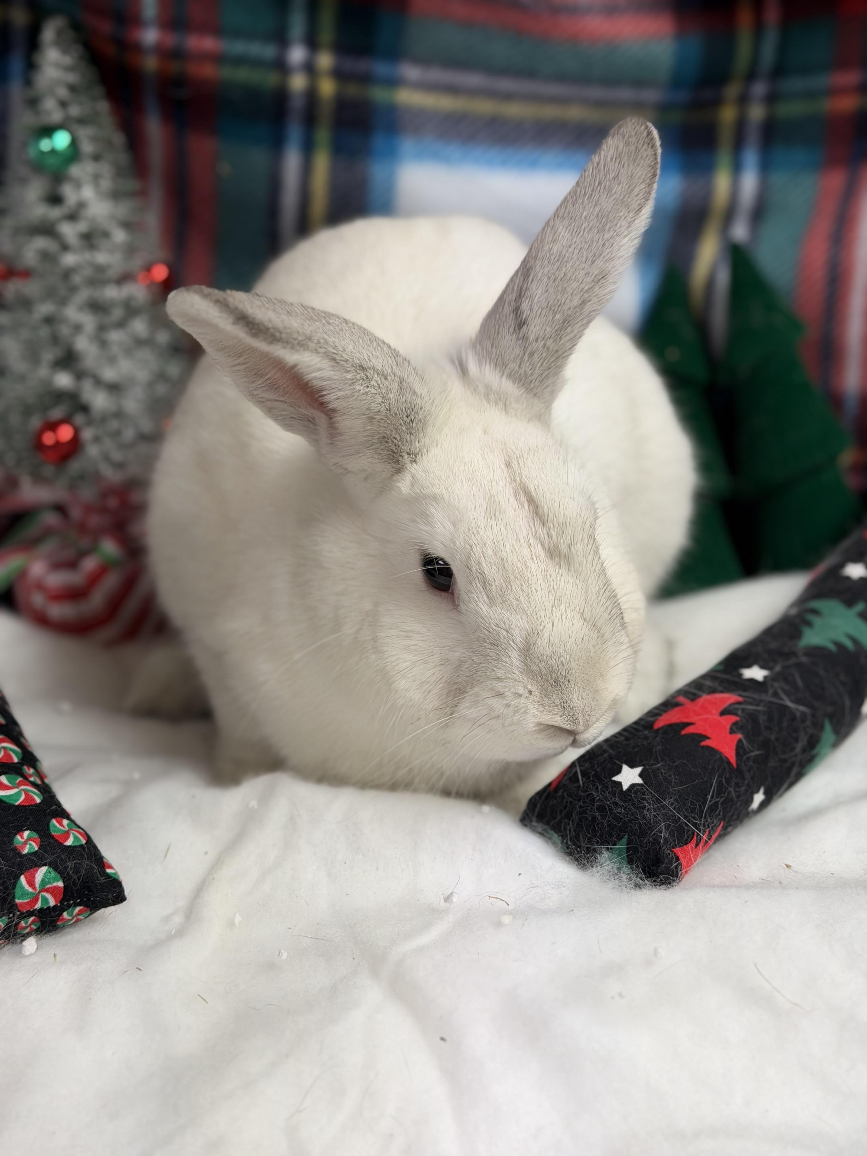 Enlarge Noah: video!!, a Adoptable Dwarf in Edinburg, PA image 1/6