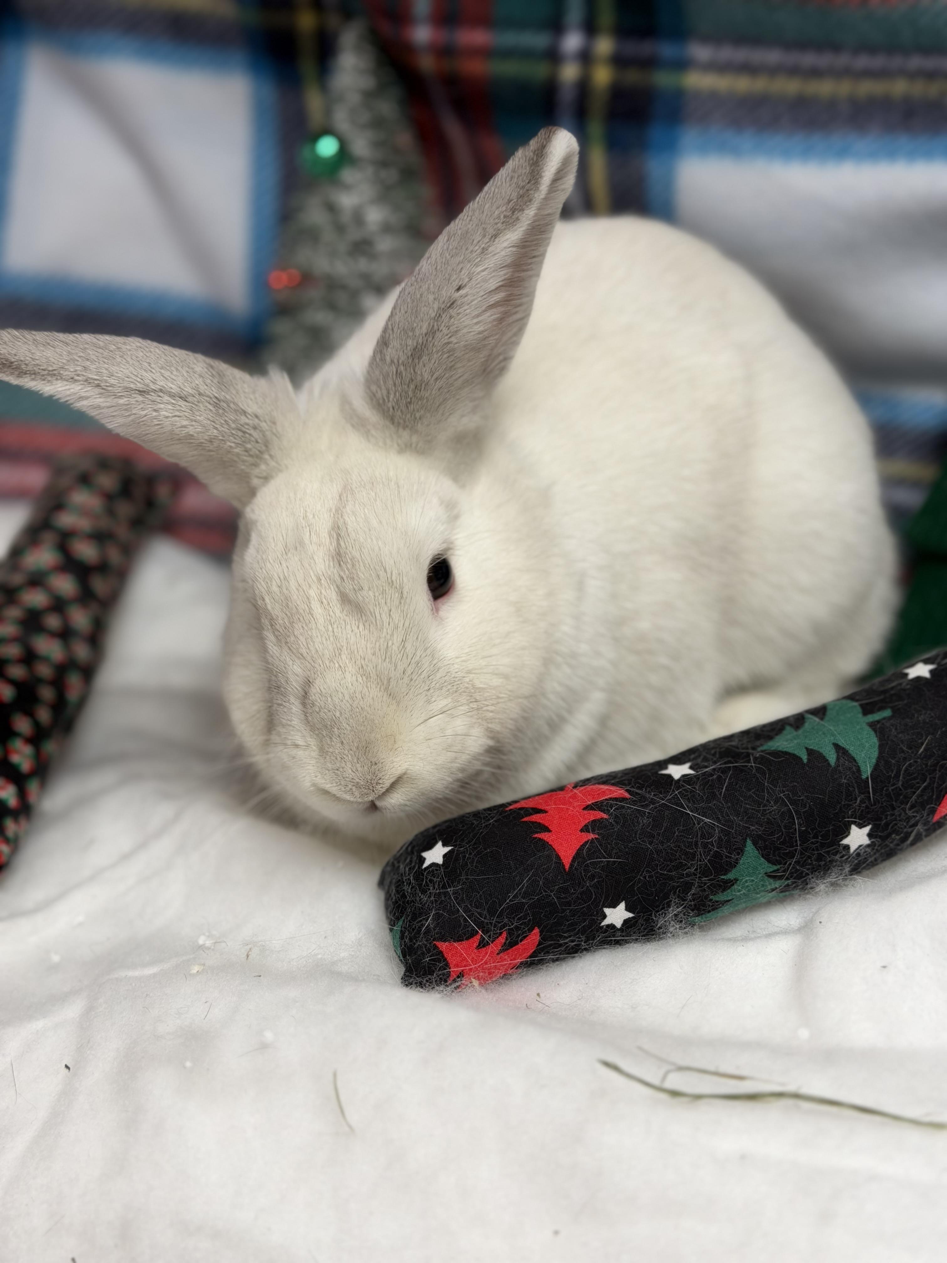 Enlarge Noah: video!!, a Adoptable Dwarf in Edinburg, PA image 3/6