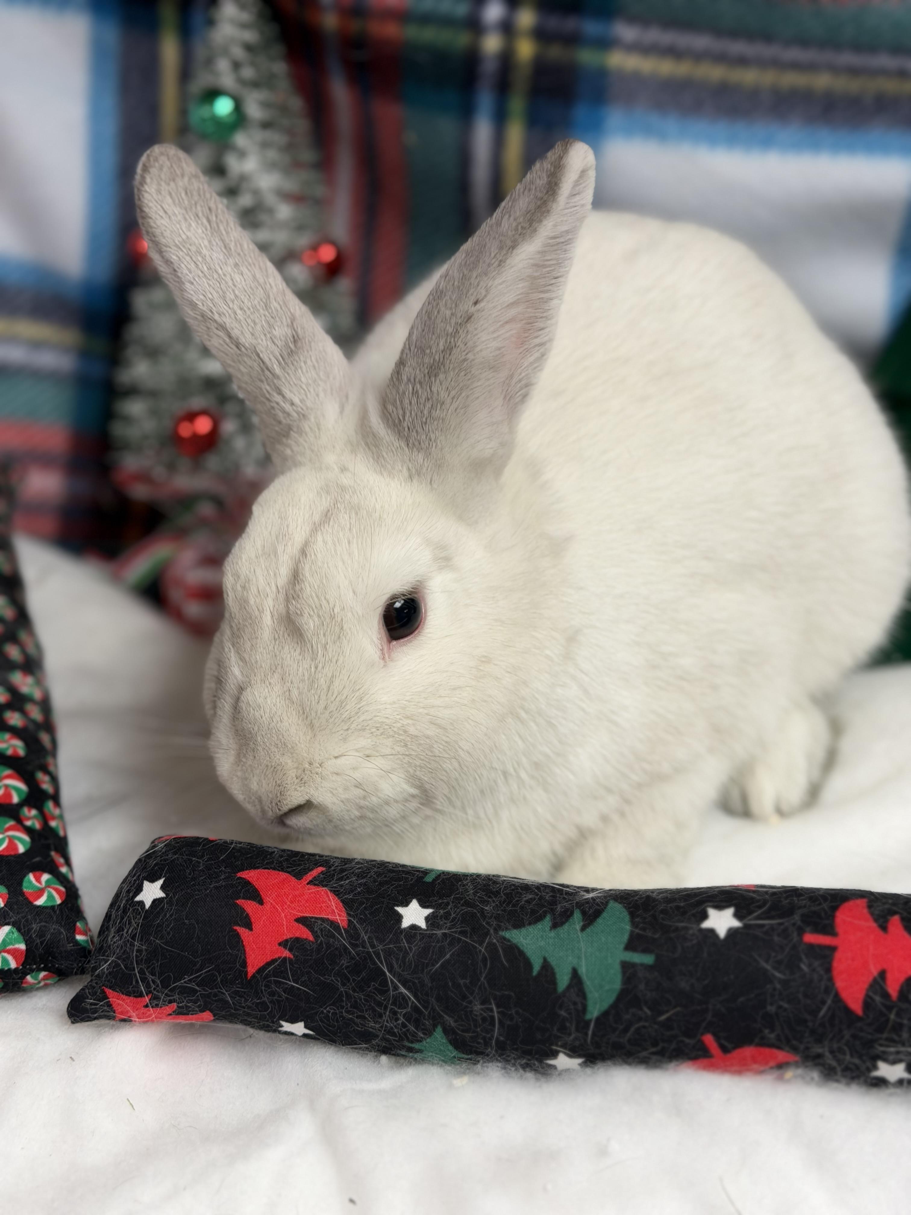 Enlarge Noah: video!!, a Adoptable Dwarf in Edinburg, PA image 6/6