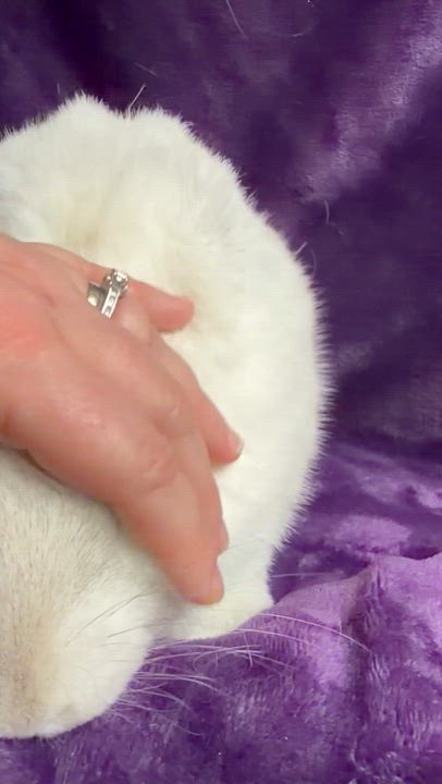 Enlarge Noah: video!!, a Adoptable Dwarf in Edinburg, PA video 2/6