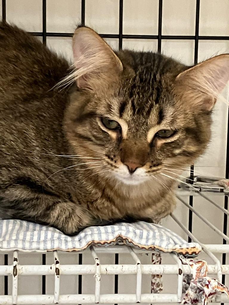 Sully, Adoptable, Kitten Male Domestic Long Hair.