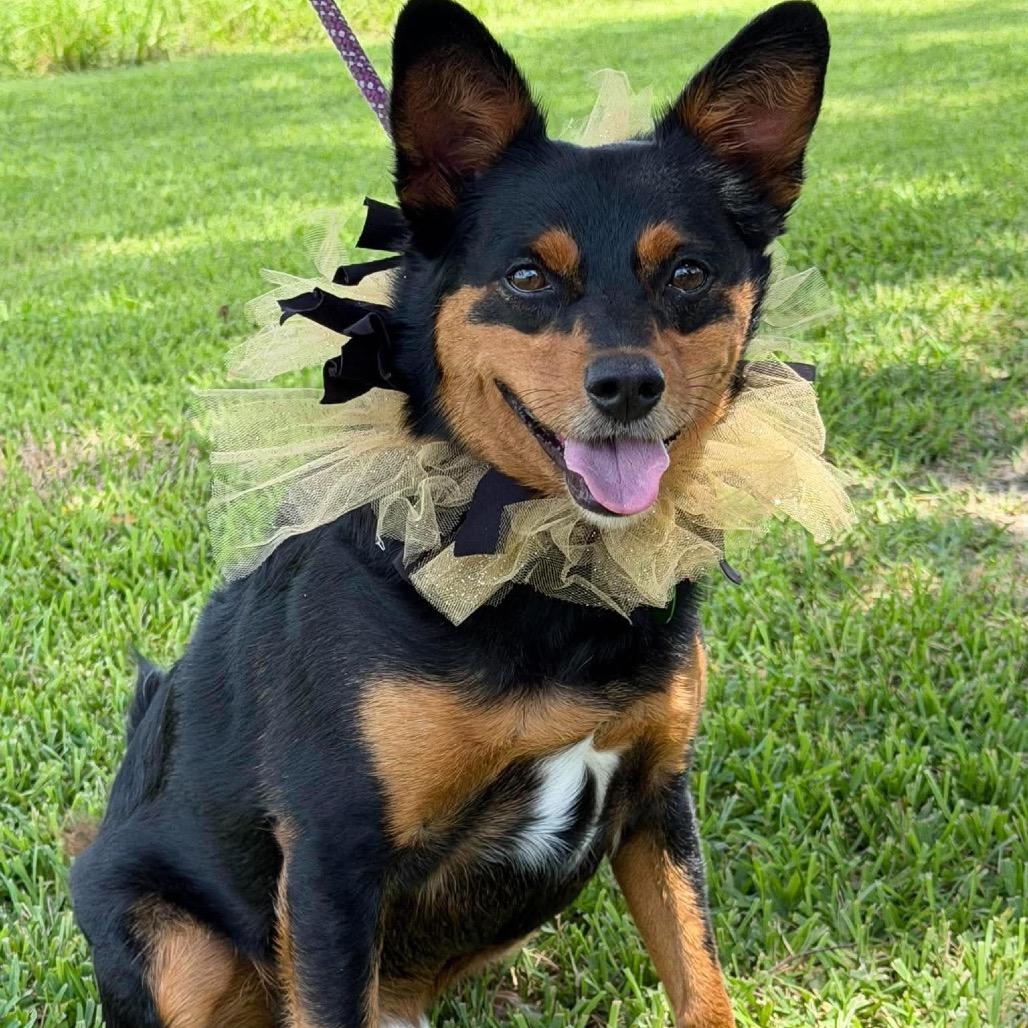 Pico, Adoptable, Adult Male Corgi & Cavalier King Charles Spaniel.