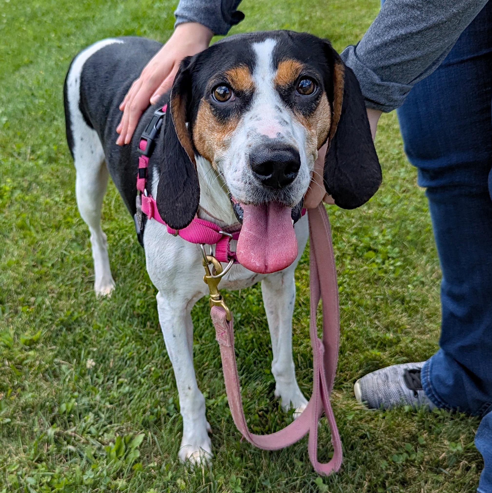 Tequila, Adoptable, Adult Female Treeing Walker Coonhound.