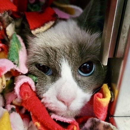 Gemma (bonded w/ Medallia), a Adopted Snowshoe in Oakland, CA image 1/3