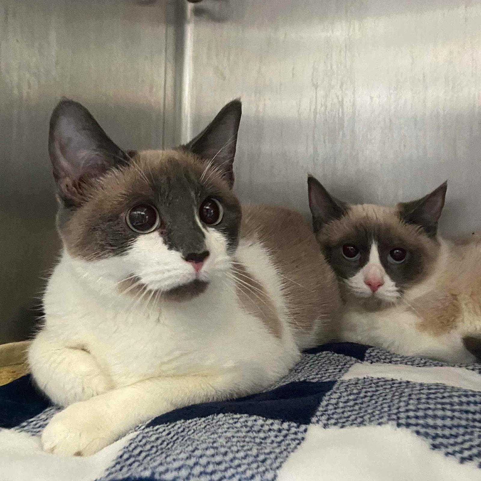 Gemma (bonded w/ Medallia), a Adopted Snowshoe in Oakland, CA image 2/3
