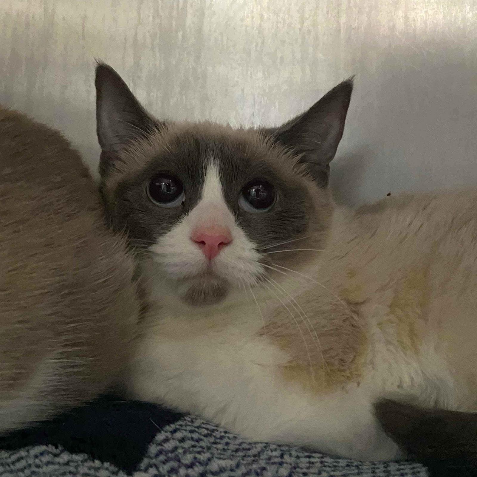 Gemma (bonded w/ Medallia), a Adopted Snowshoe in Oakland, CA image 3/3