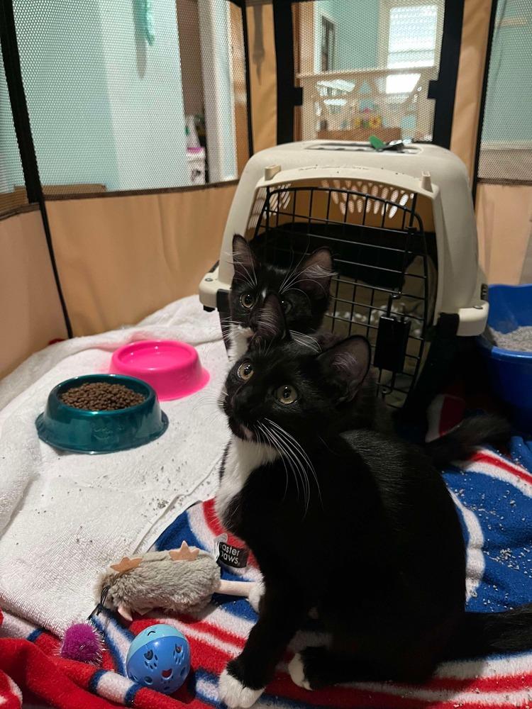 Enlarge Maya S., a Adoptable Domestic Short Hair in Peoria, IL image 1/1