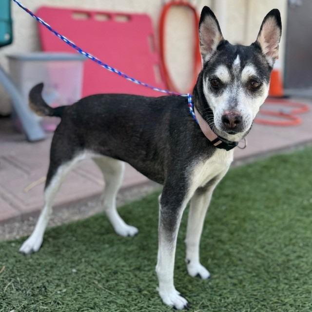 Raider, Adoptable, Adult Female Chihuahua.