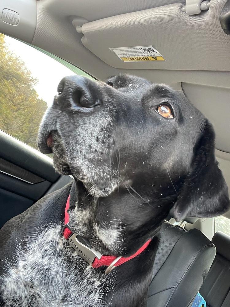 Journey, a Adoptable mixed breed in Brewster , NY image 2/6