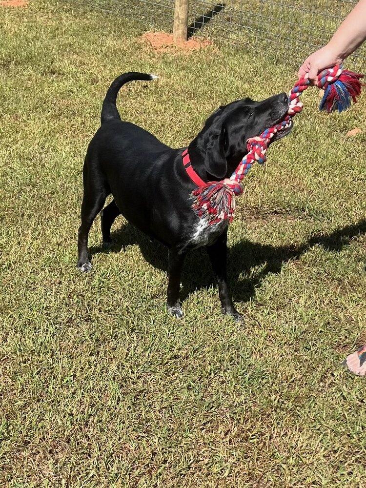 Journey, a Adoptable mixed breed in Brewster , NY image 4/6