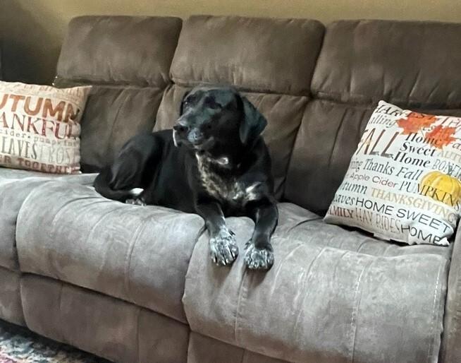 Journey, a Adoptable mixed breed in Brewster , NY image 5/6