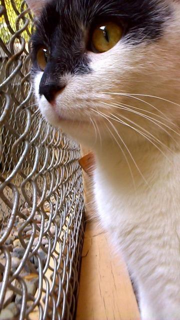 Newman, Adopted, Senior Male Domestic Short Hair.