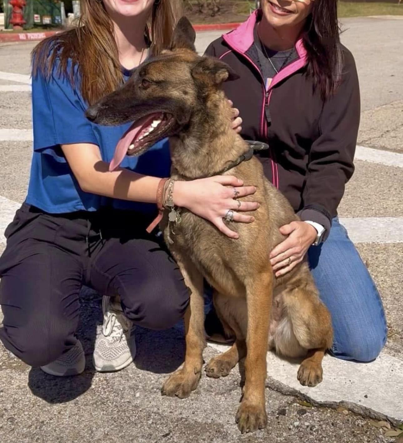 Lady, Adoptable, Adult Female Belgian Shepherd / Malinois.