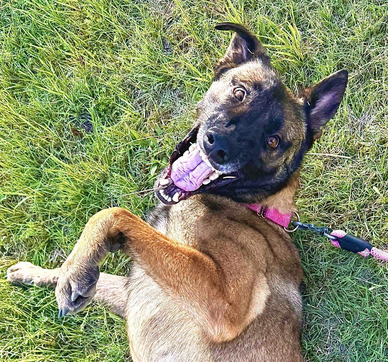 Lady, a Adoptable Belgian Shepherd / Malinois in Houston , TX image 2/6