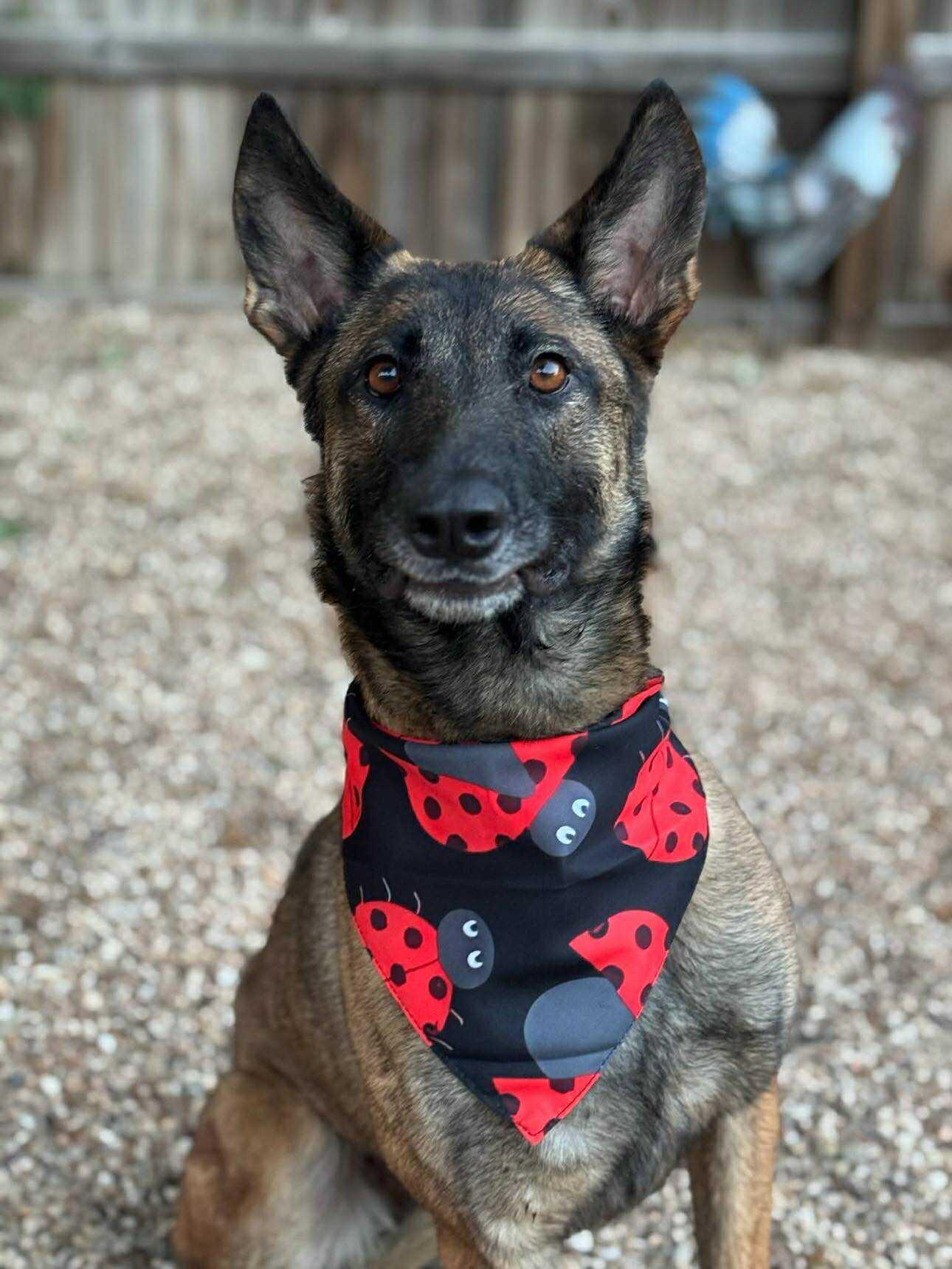 Lady, a Adoptable Belgian Shepherd / Malinois in Houston , TX image 3/6