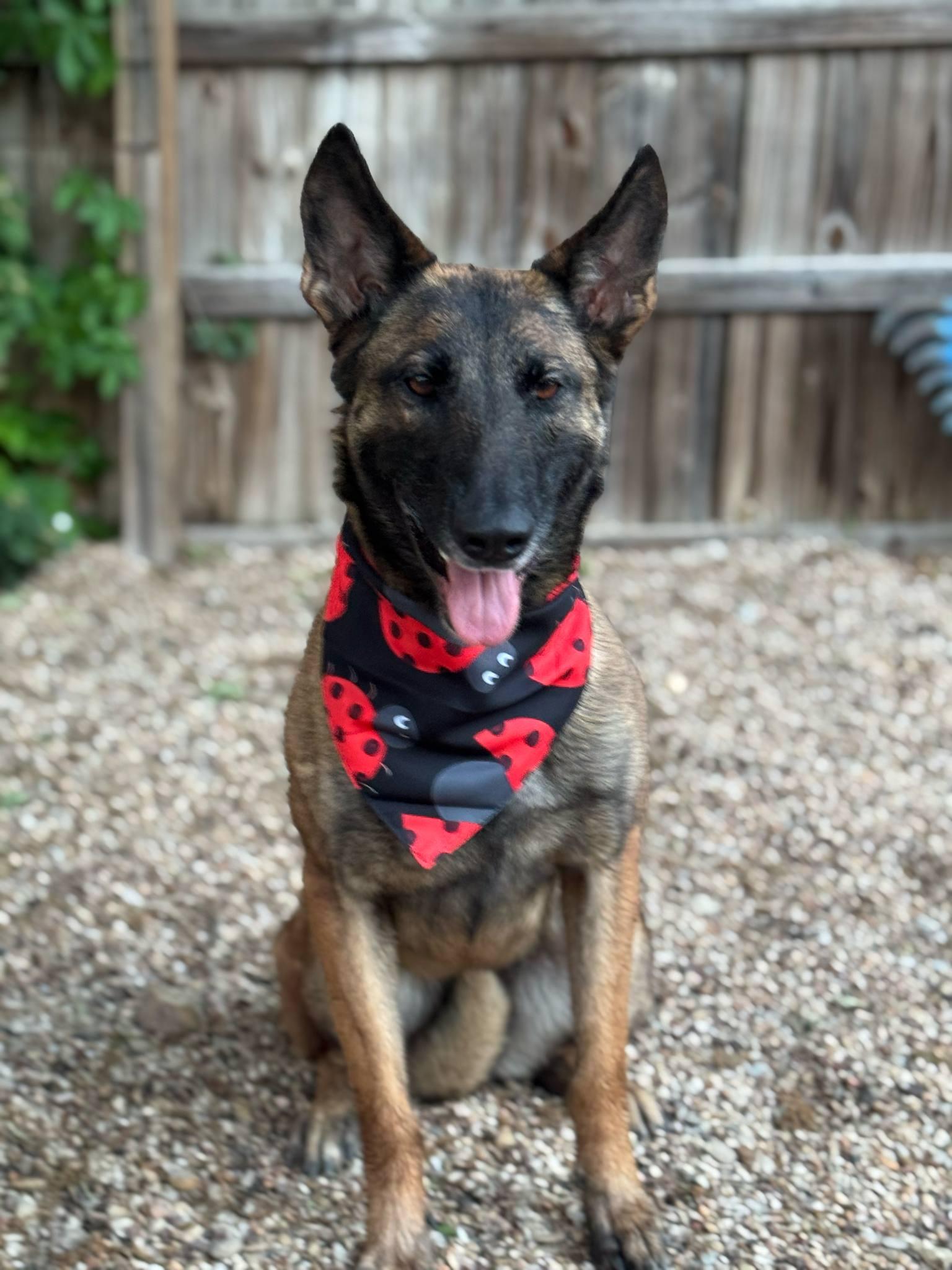 Lady, a Adoptable Belgian Shepherd / Malinois in Houston , TX image 4/6