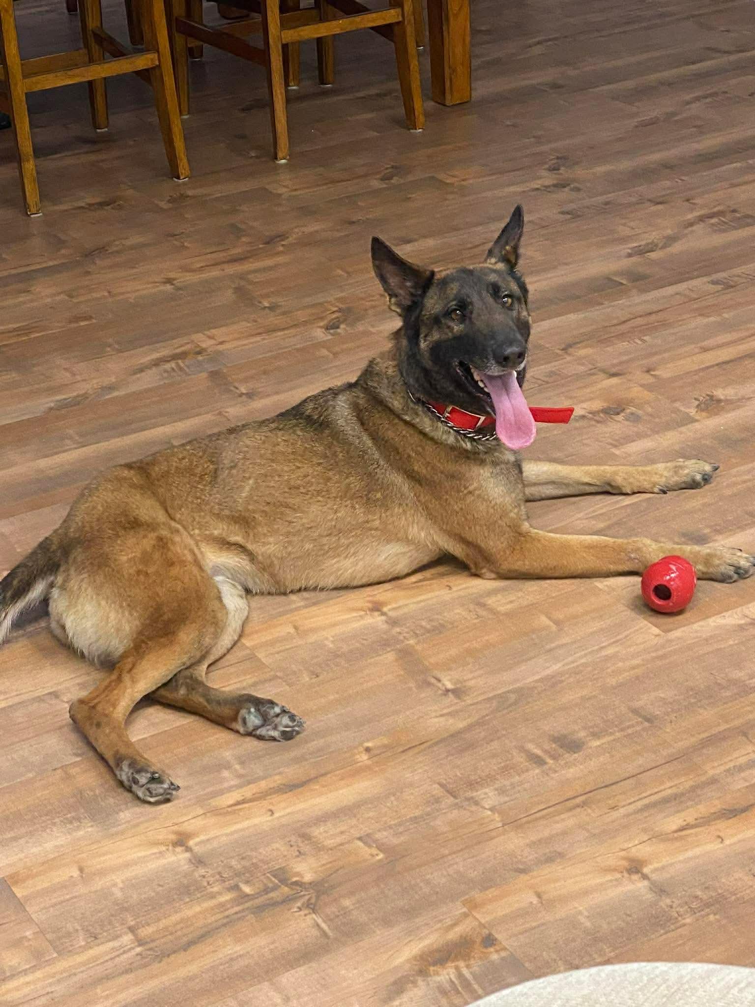 Lady, a Adoptable Belgian Shepherd / Malinois in Houston , TX image 5/6