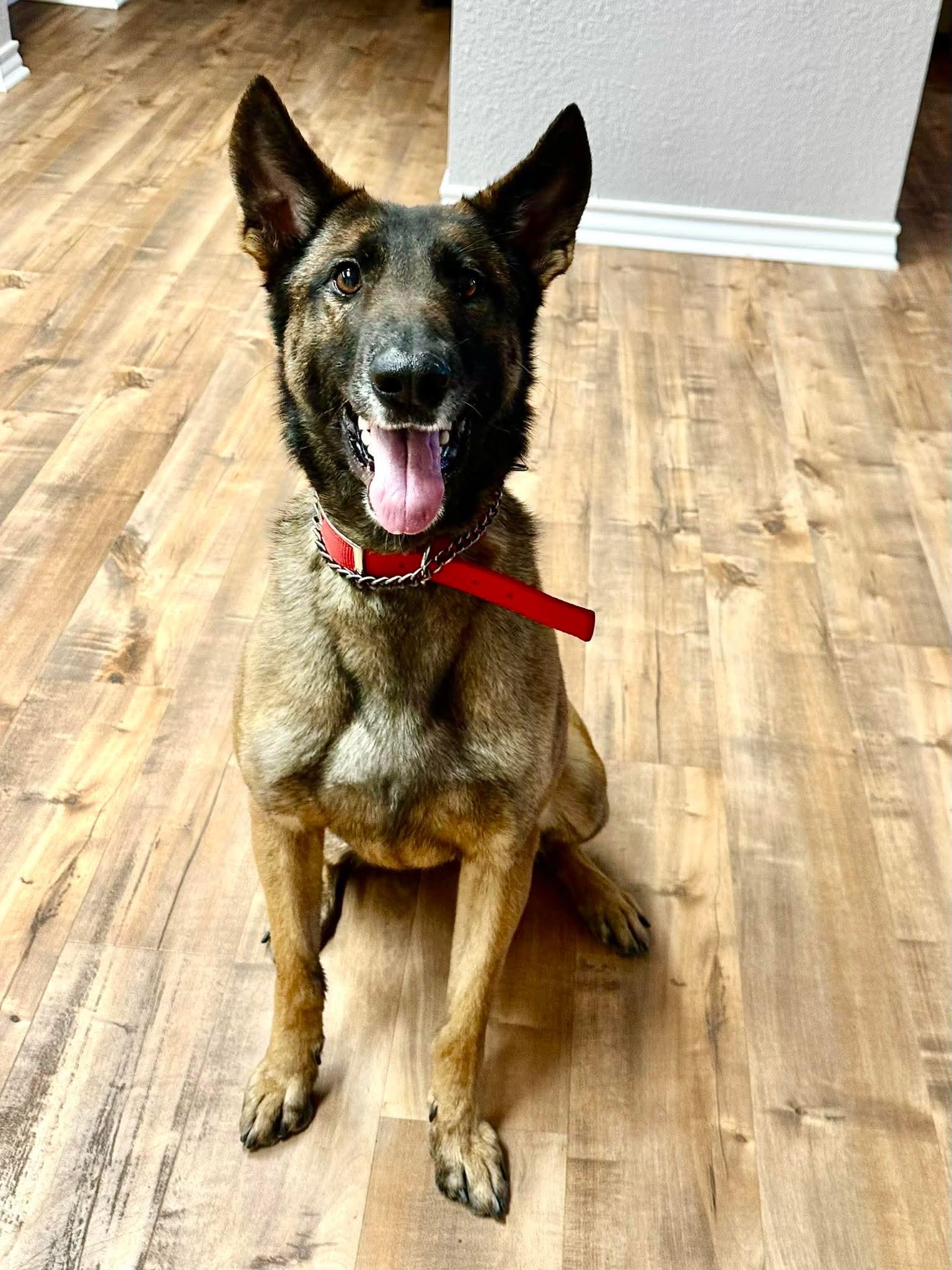 Lady, a Adoptable Belgian Shepherd / Malinois in Houston , TX image 6/6