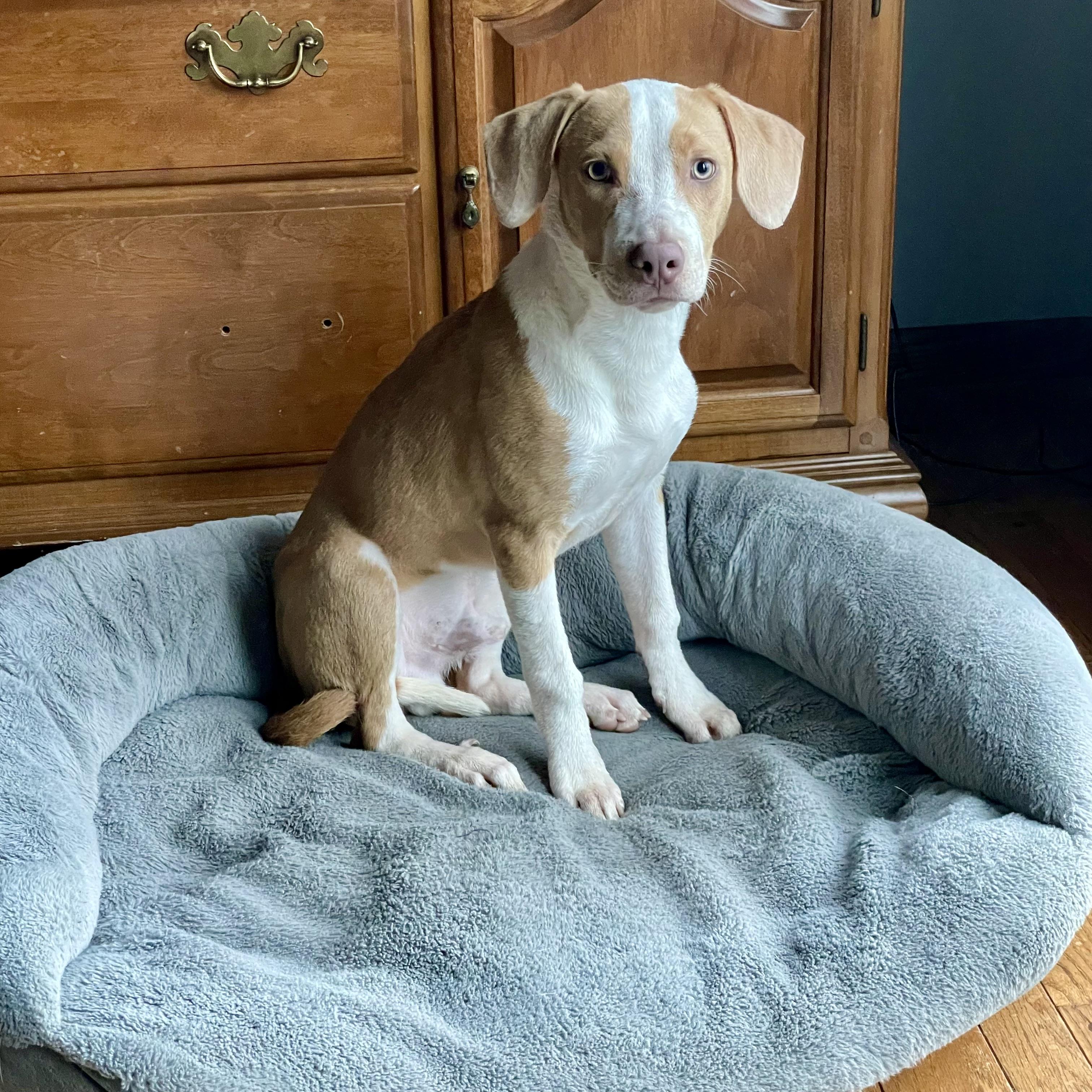 Duke, a Adoptable mixed breed in Prior Lake, MN image 2/6