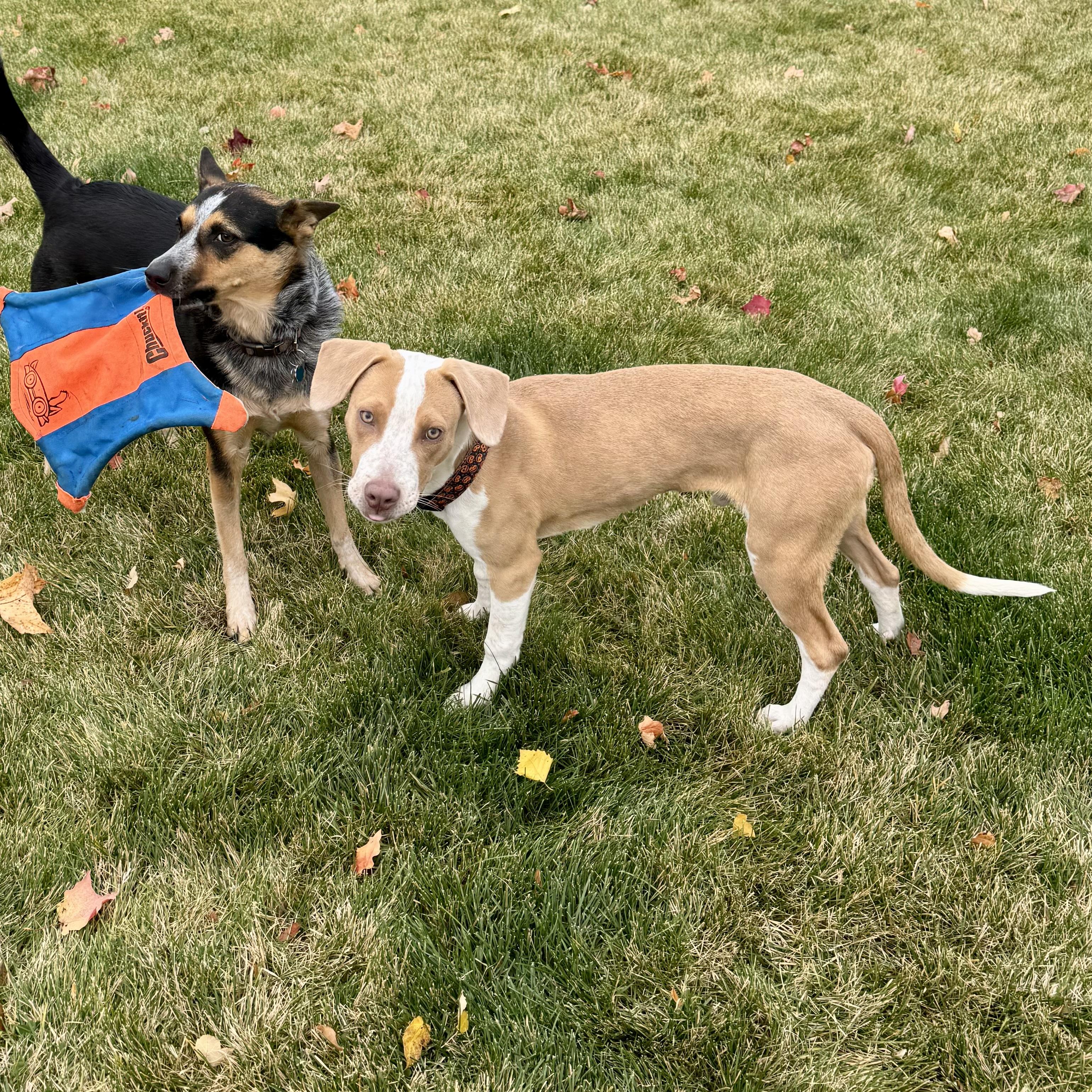 Duke, a Adoptable mixed breed in Prior Lake, MN image 4/6