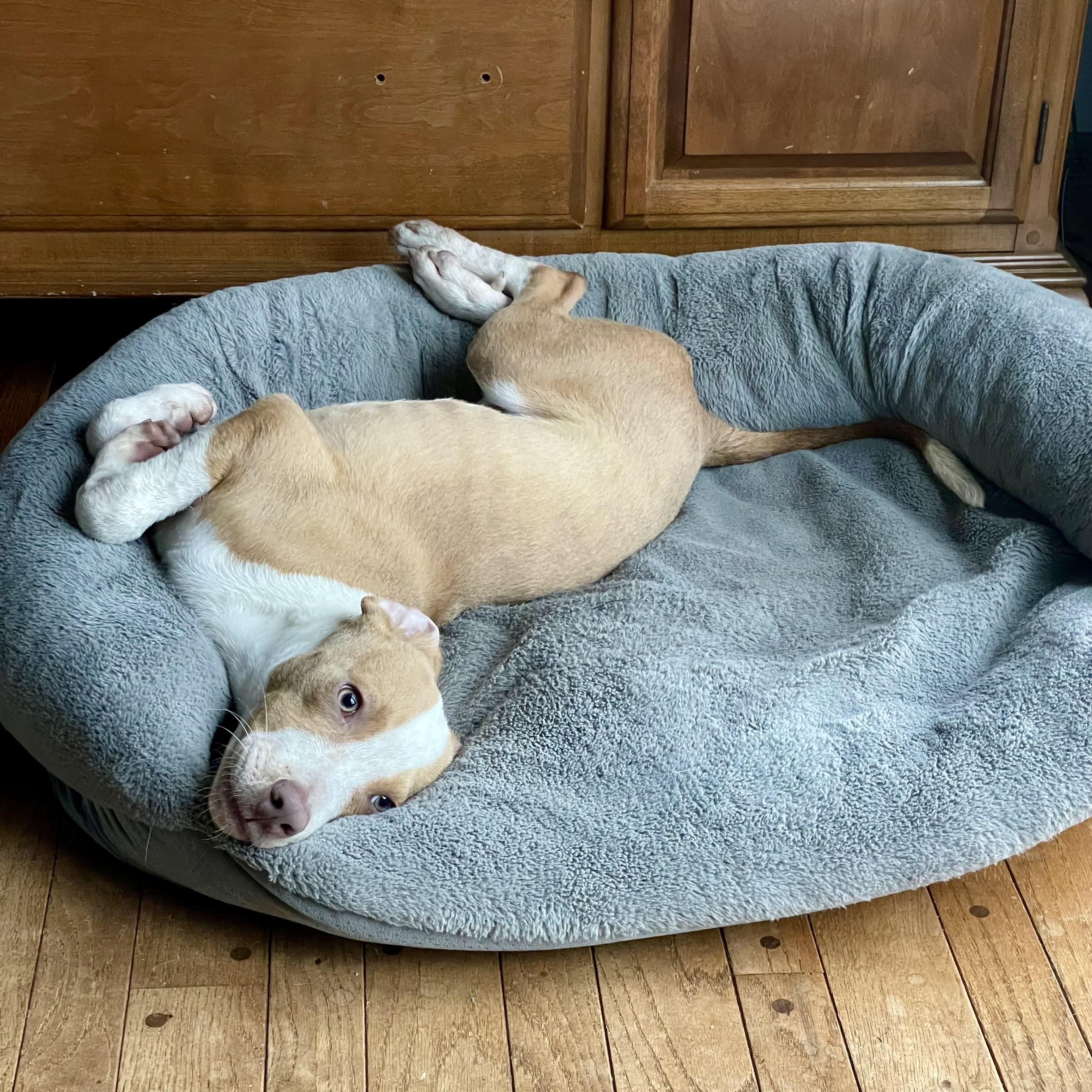 Duke, a Adoptable mixed breed in Prior Lake, MN image 5/6