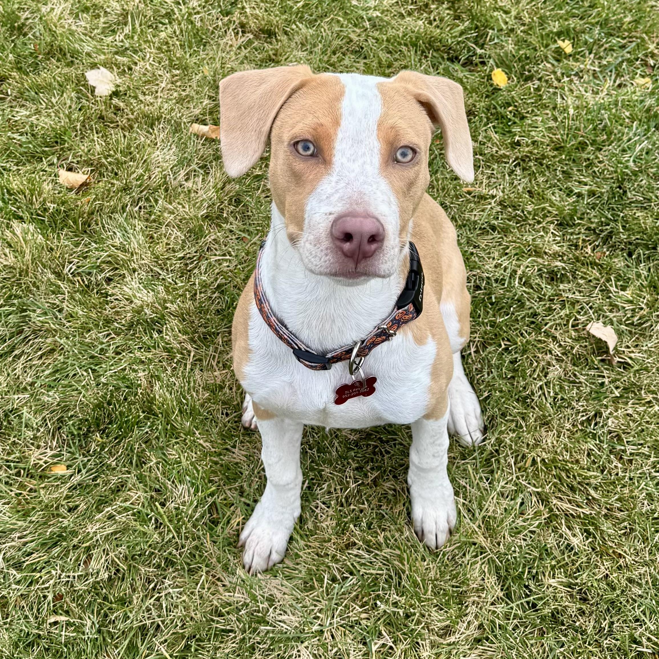 Duke, a Adoptable mixed breed in Prior Lake, MN image 6/6