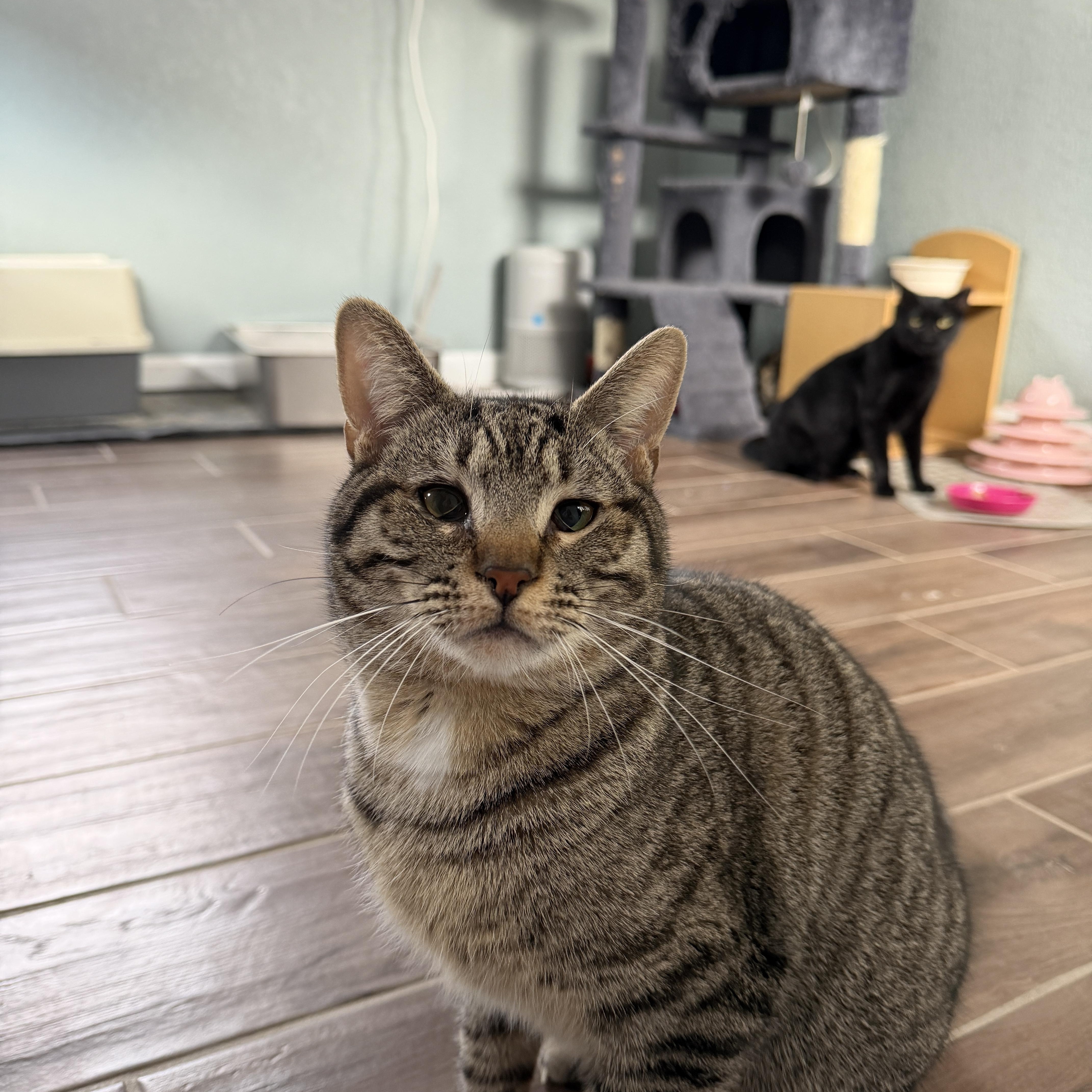 Andy Bernard, ADOPTABLE, Adult Male Domestic Short Hair.