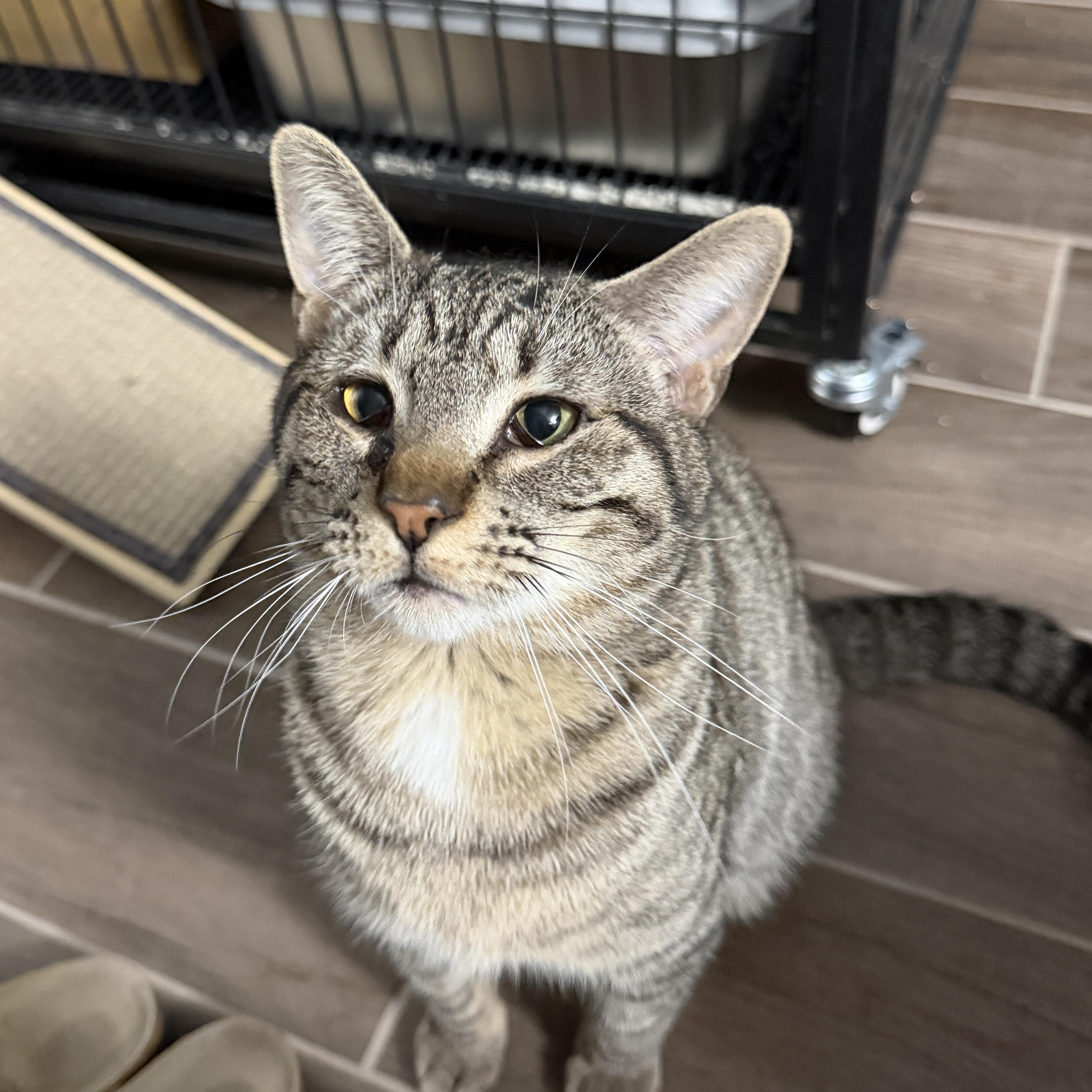 Andy Bernard, ADOPTABLE, Adult Male Domestic Short Hair.