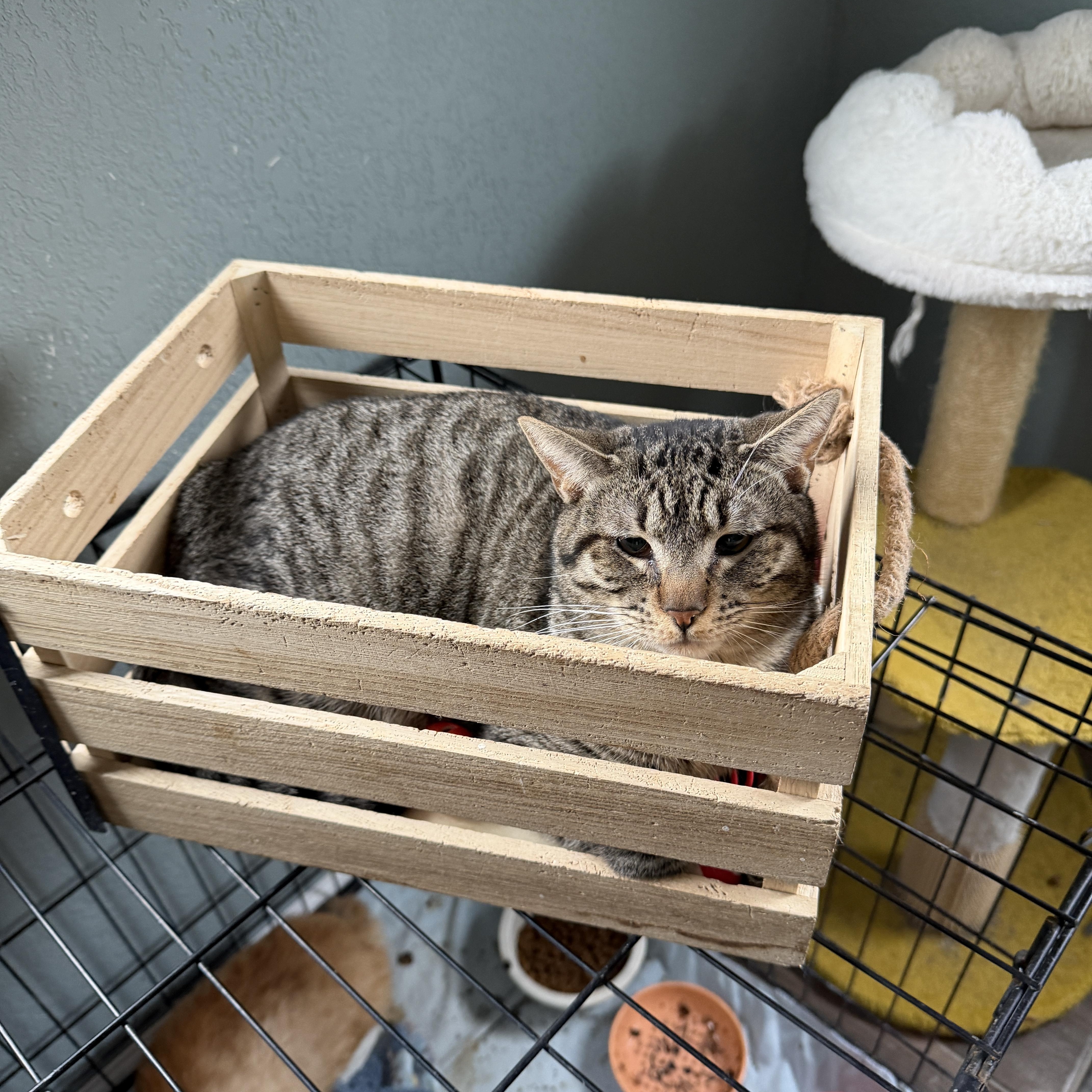 Enlarge Andy Bernard, a ADOPTABLE Domestic Short Hair in Chandler, AZ image 2/4