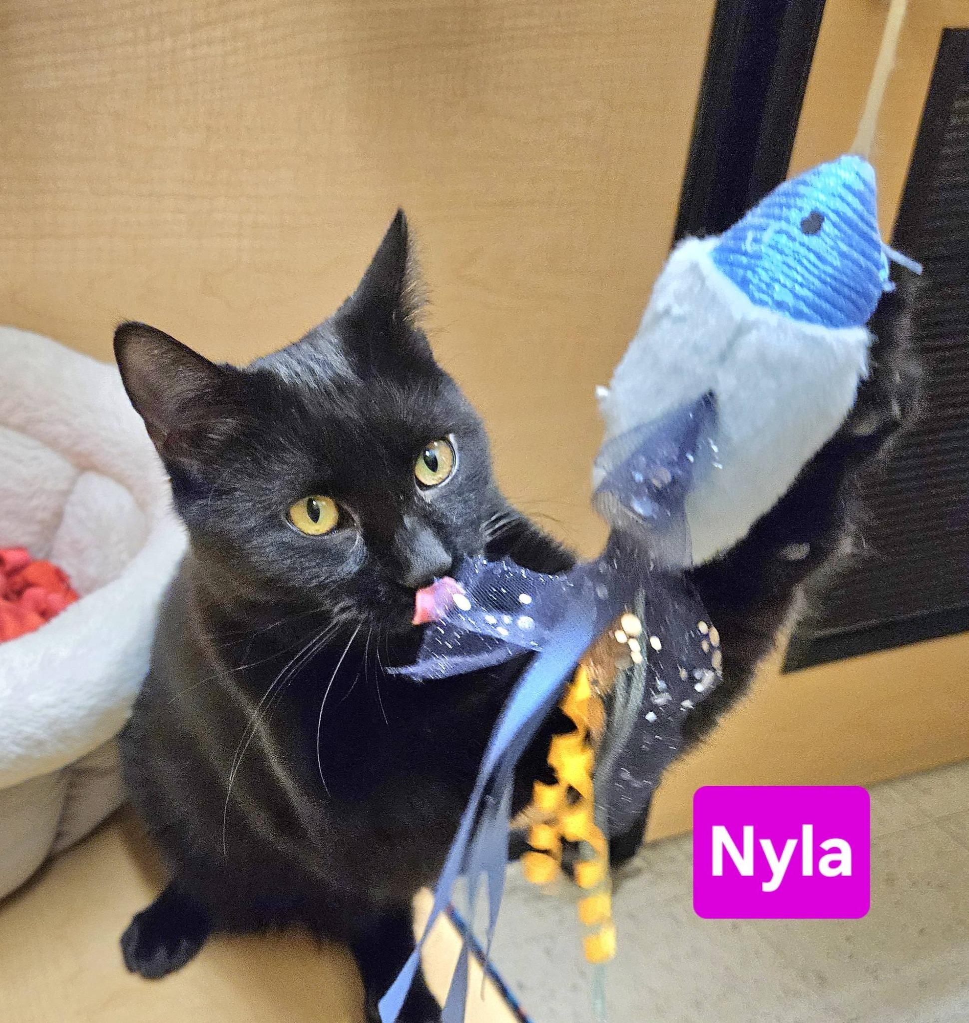 Amara and Nyla, a ADOPTABLE Domestic Short Hair in Syracuse, NY image 2/5