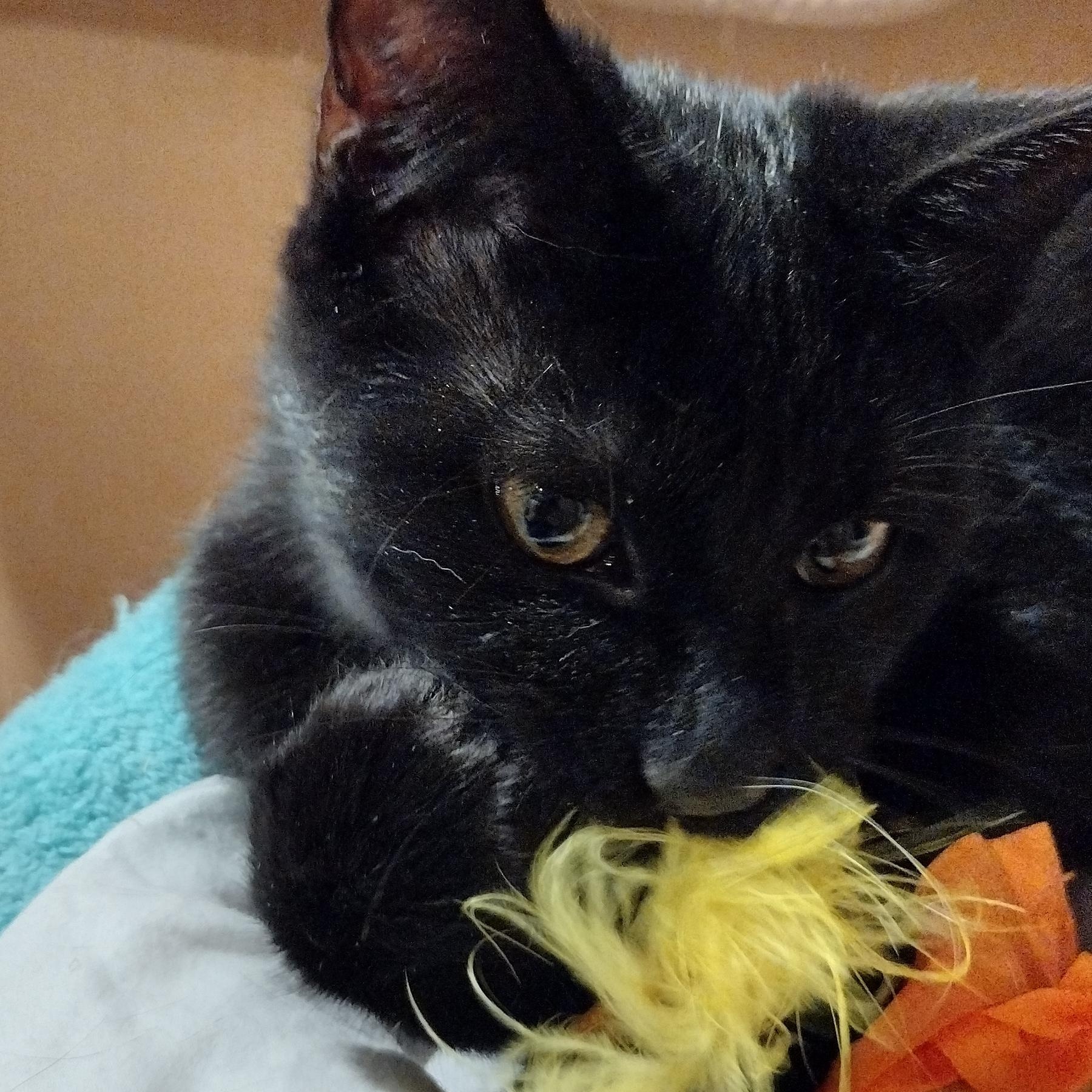 Amara and Nyla, a ADOPTABLE Domestic Short Hair in Syracuse, NY image 4/5