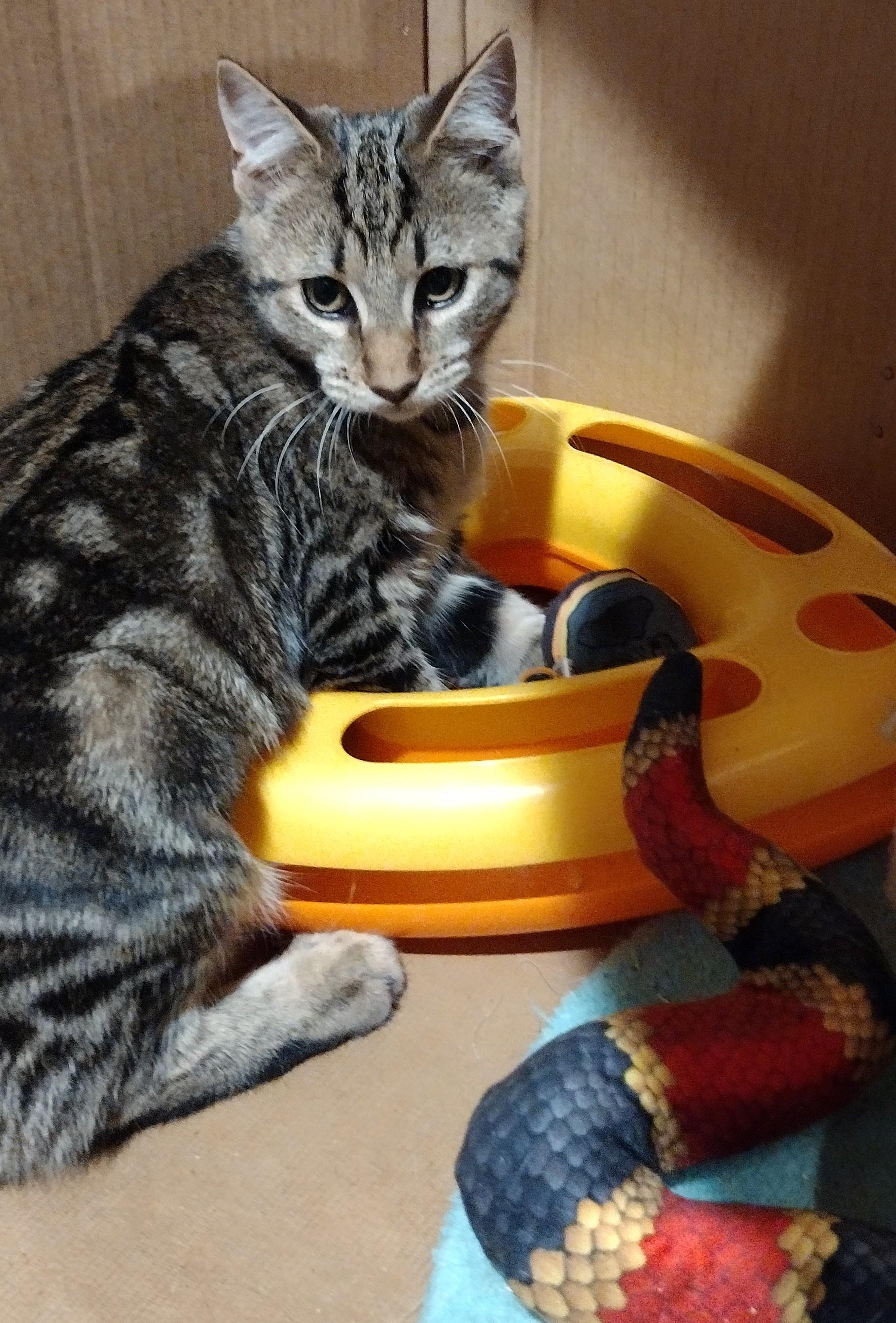 Amara and Nyla, a ADOPTABLE Domestic Short Hair in Syracuse, NY image 3/5