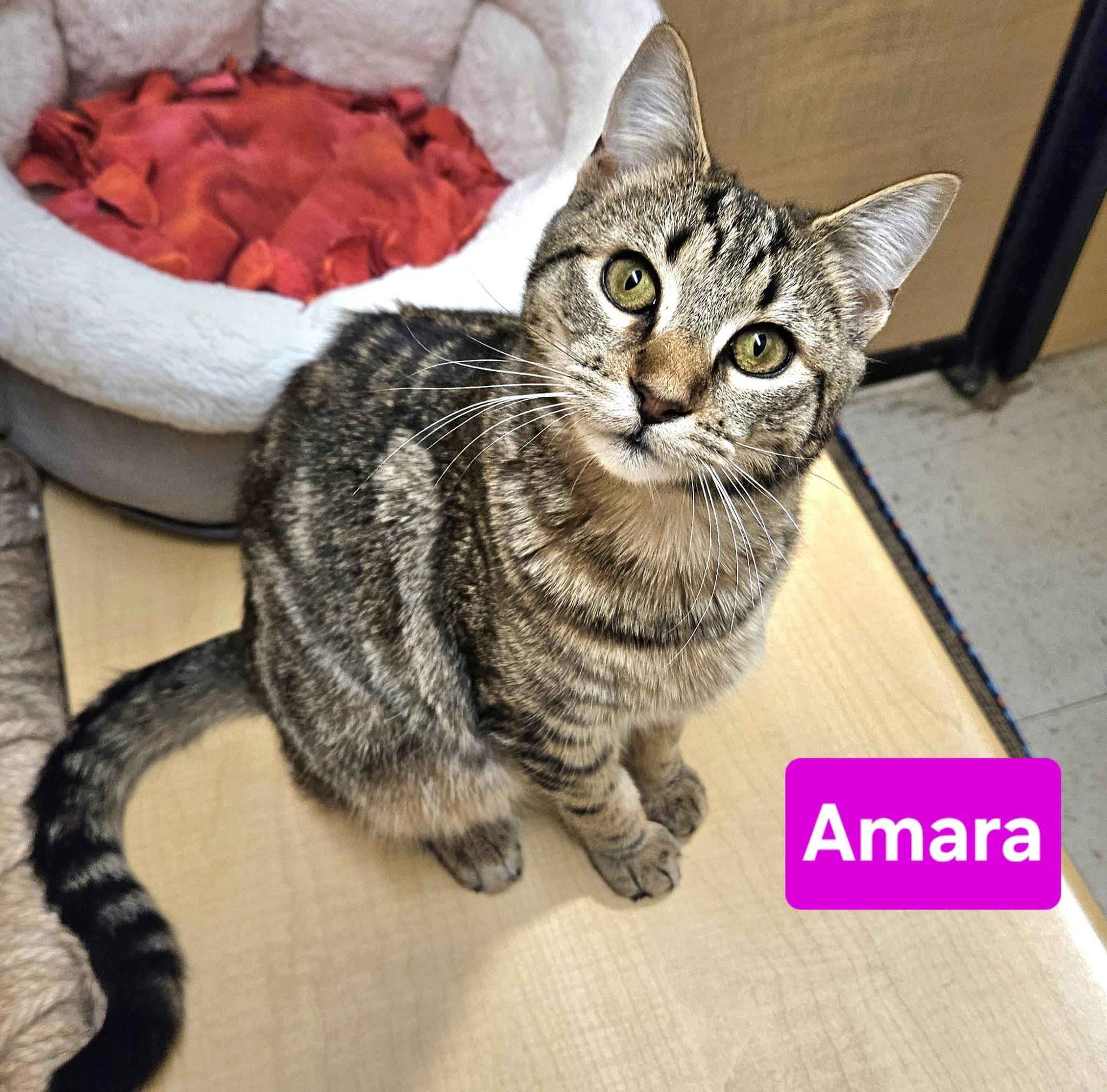 Amara and Nyla, ADOPTABLE, Young Female Domestic Short Hair.