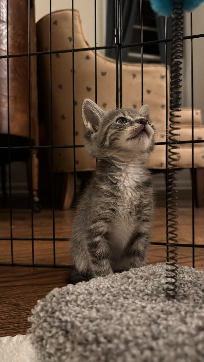 Enlarge Butterfly, a Adoptable Domestic Short Hair in Stockbridge, GA image 4/6