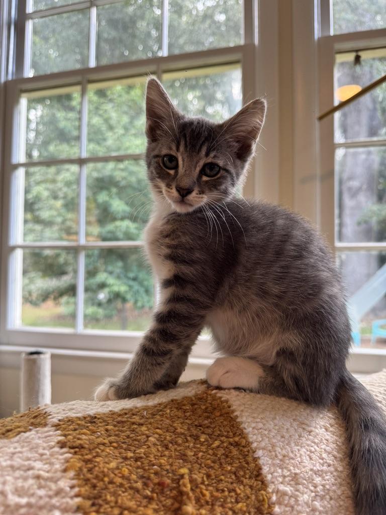 Enlarge Butterfly, a Adoptable Domestic Short Hair in Stockbridge, GA image 1/6