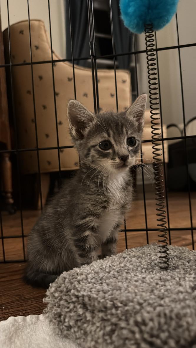 Enlarge Butterfly, a Adoptable Domestic Short Hair in Stockbridge, GA image 6/6