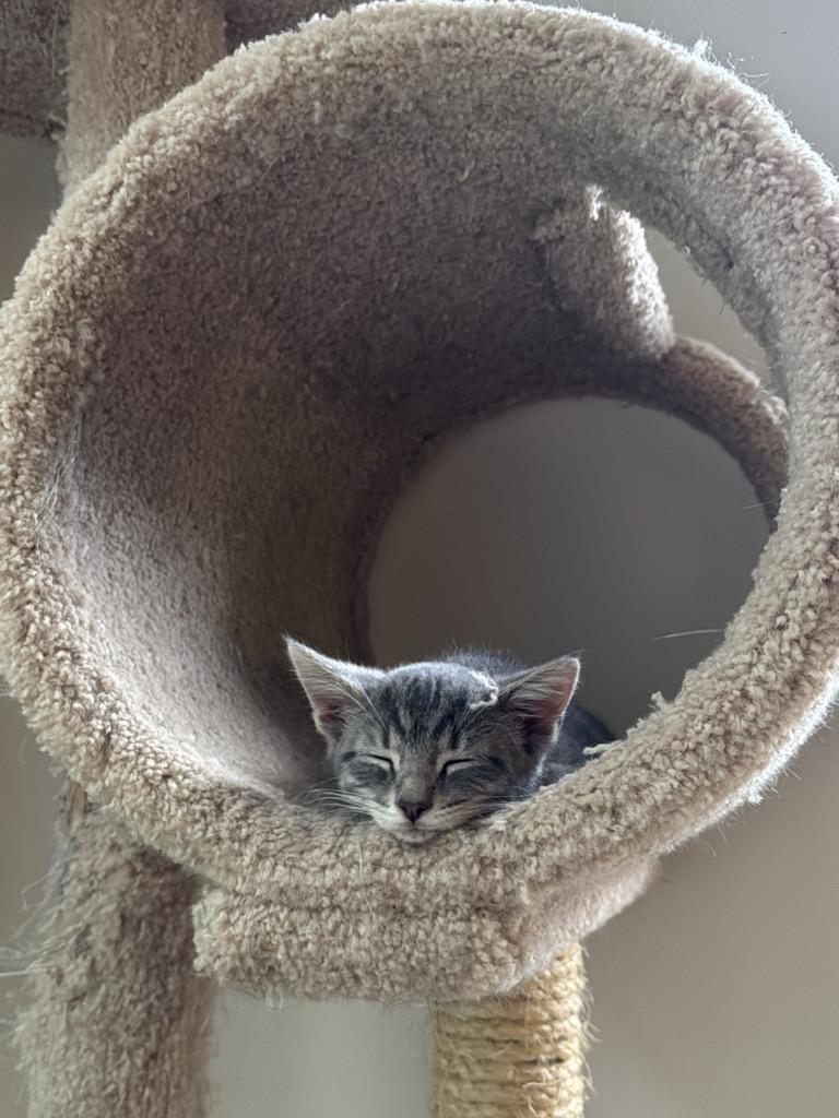 Enlarge Butterfly, a Adoptable Domestic Short Hair in Stockbridge, GA image 2/6