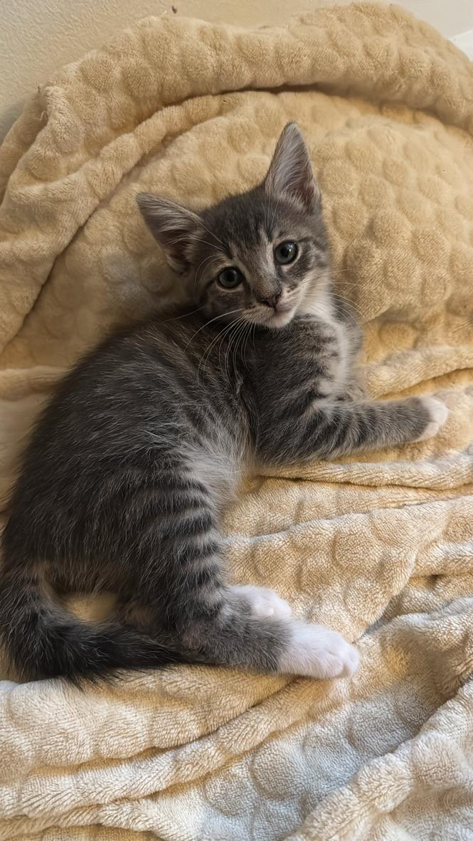 Enlarge Butterfly, a Adoptable Domestic Short Hair in Stockbridge, GA image 5/6