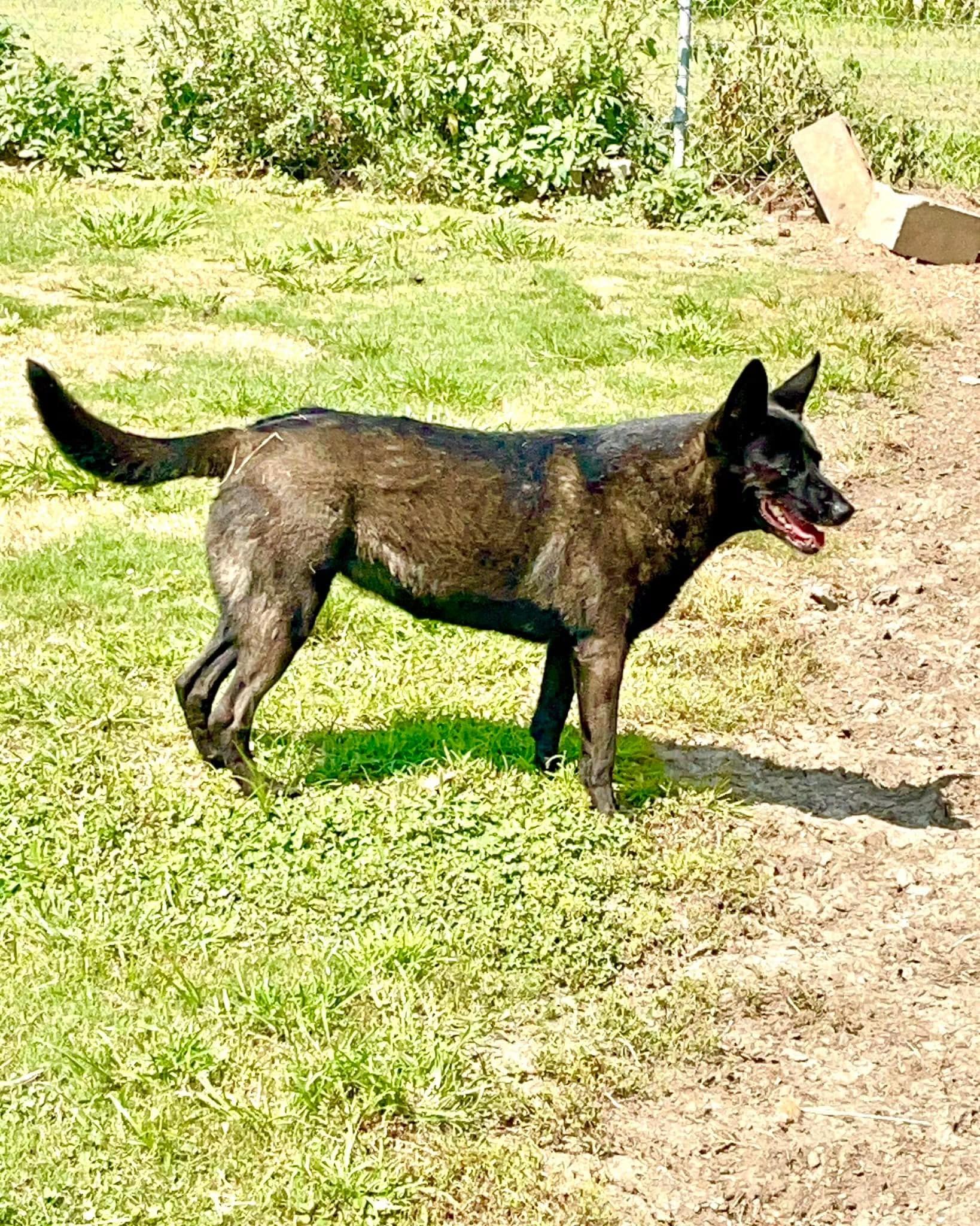Enlarge Mela, a Adoptable Dutch Shepherd in Southaven , MS image 4/4