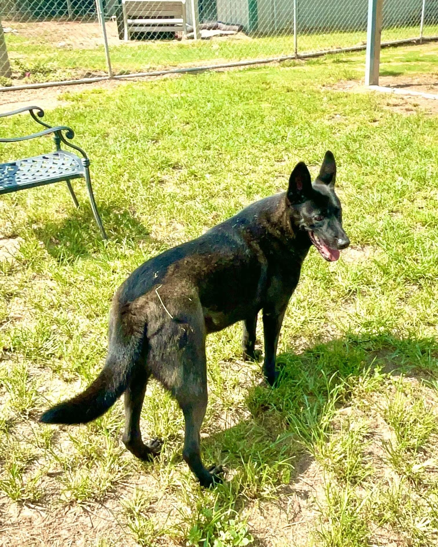 Enlarge Mela, a Adoptable Dutch Shepherd in Southaven , MS image 3/4